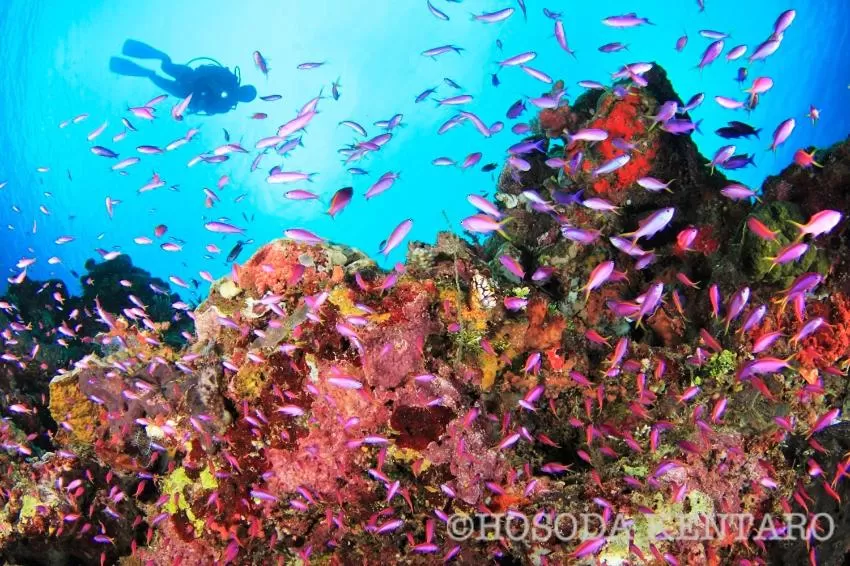 Tawali Leisure & Dive Resort