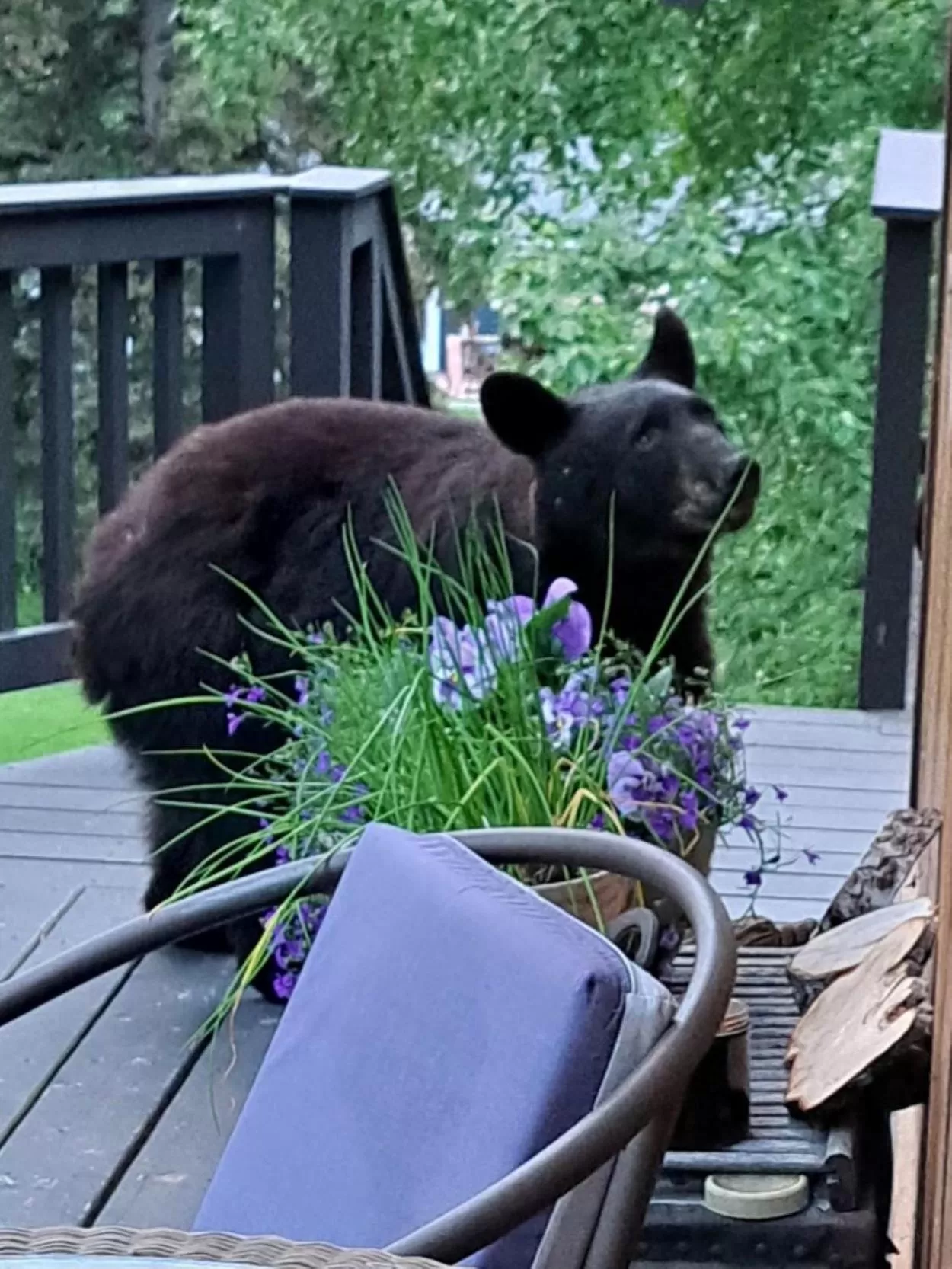 Other Animals in Alaska Chalet Bed & Breakfast