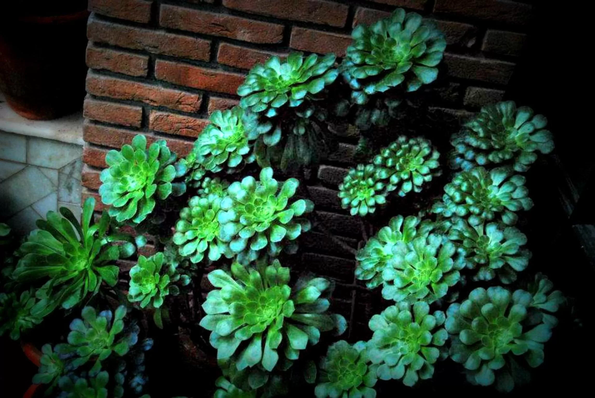 Area and facilities in Hotel Shiva Continental