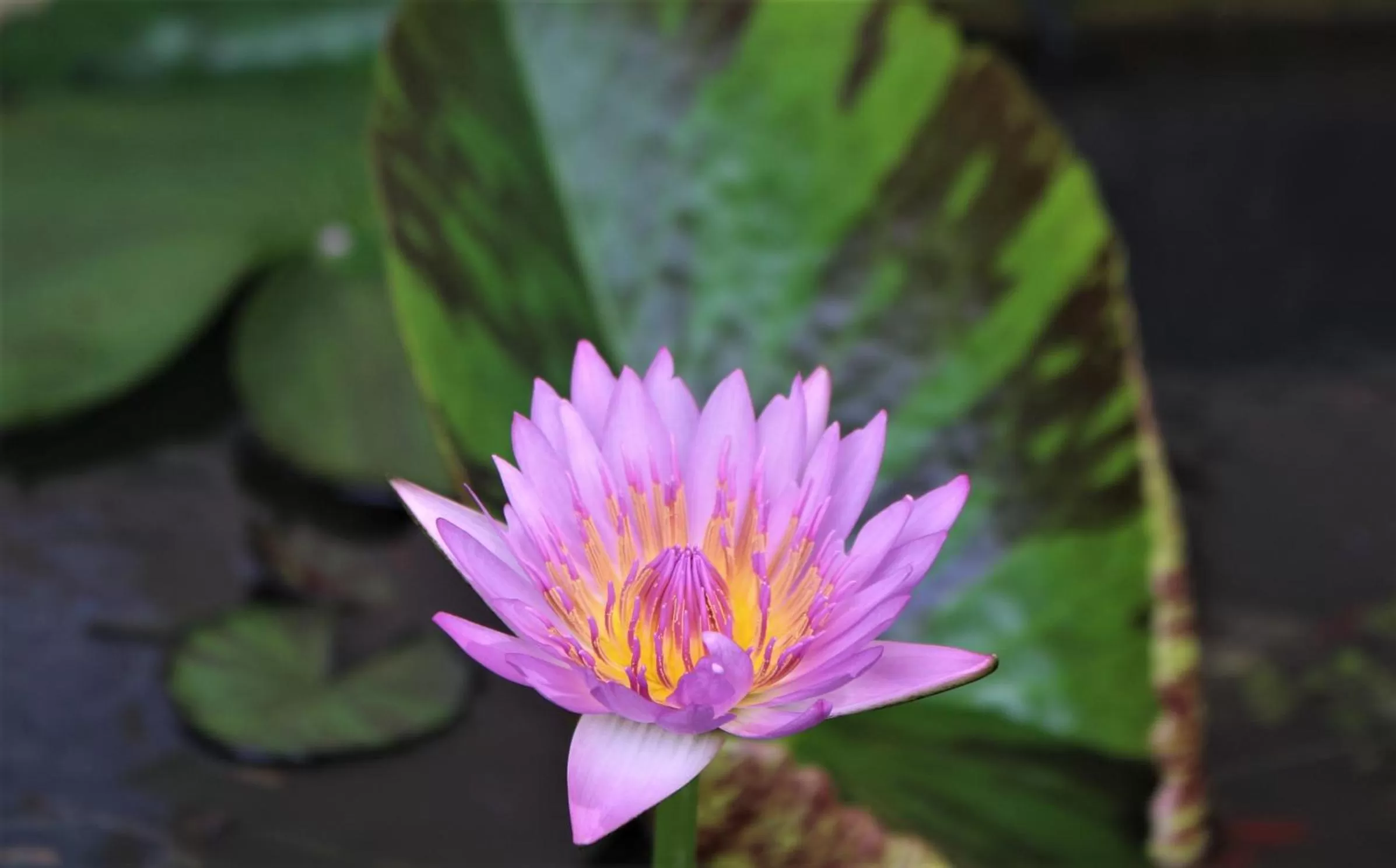 Garden, Other Animals in The Spice House Mirissa