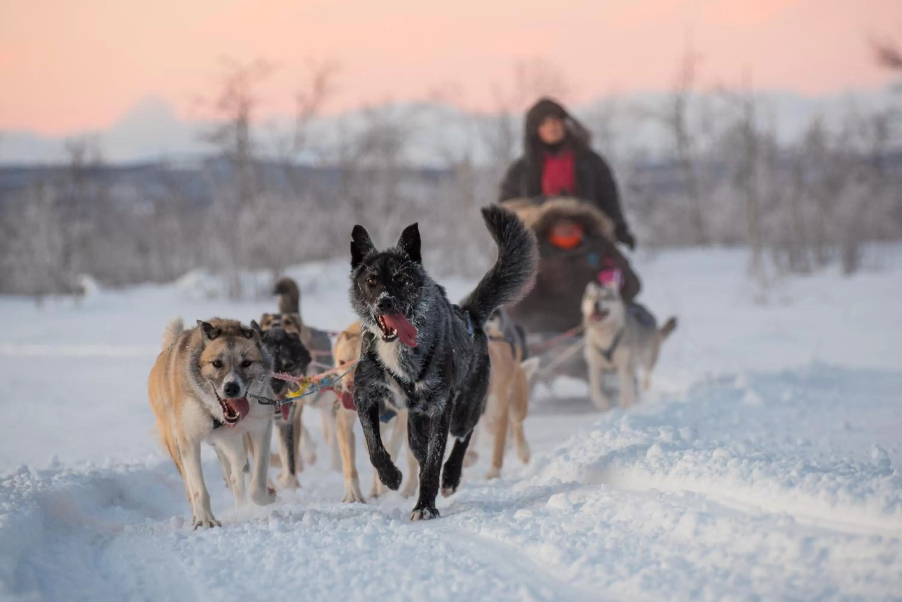 Business facilities in Husky Lodge Hostel
