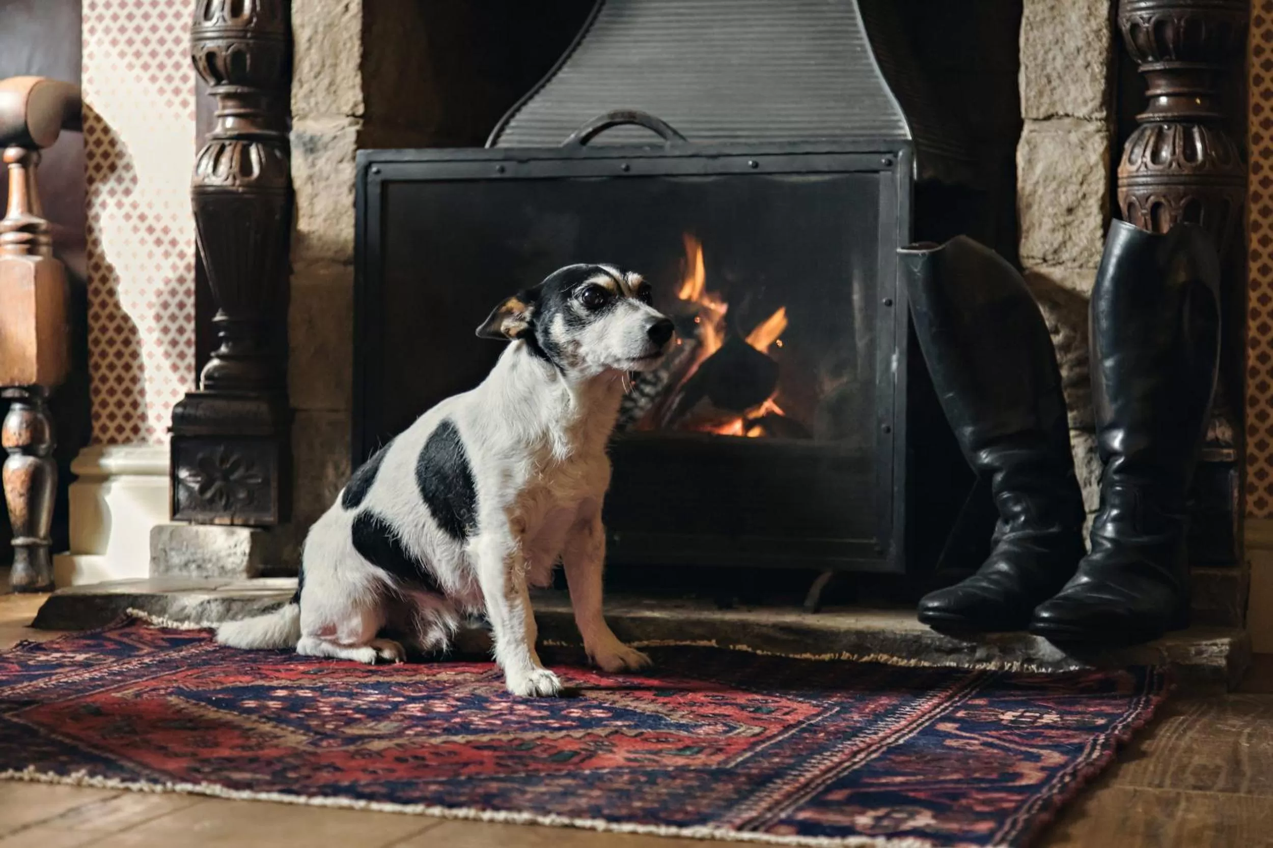 Pets in The White Swan Inn