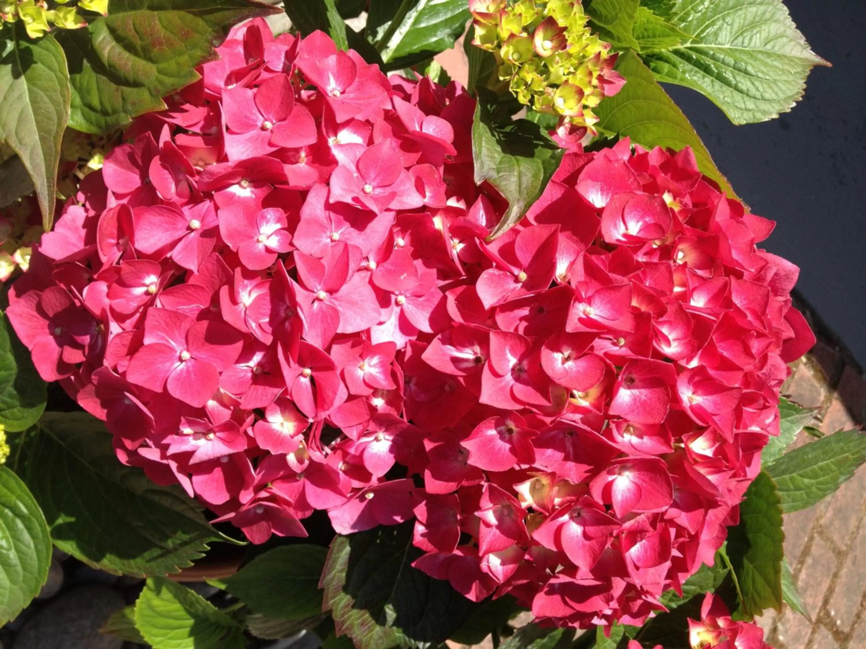 Garden in Ocean Echo Inn & Beach Cottages
