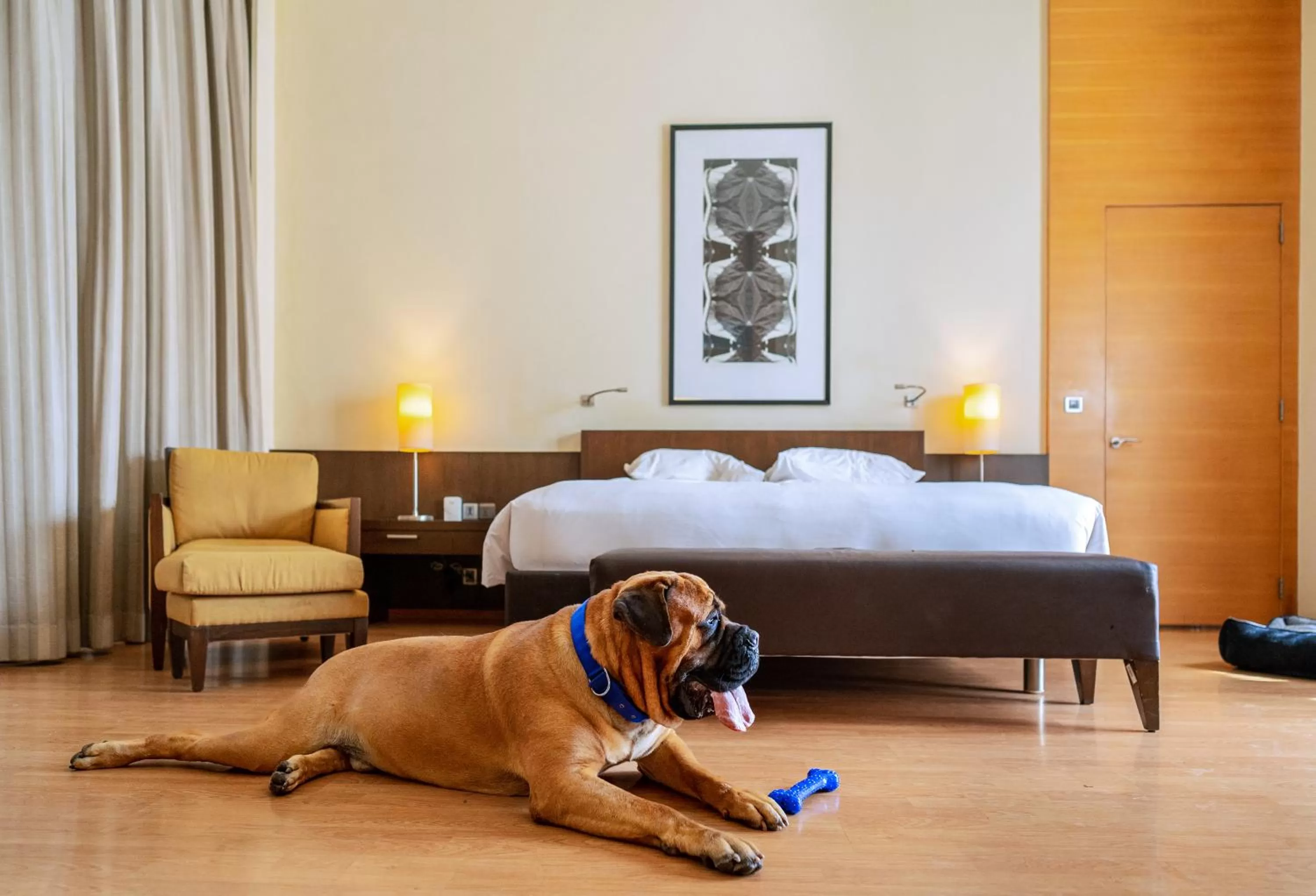 Pets, Bed in Hyatt Hyderabad Gachibowli