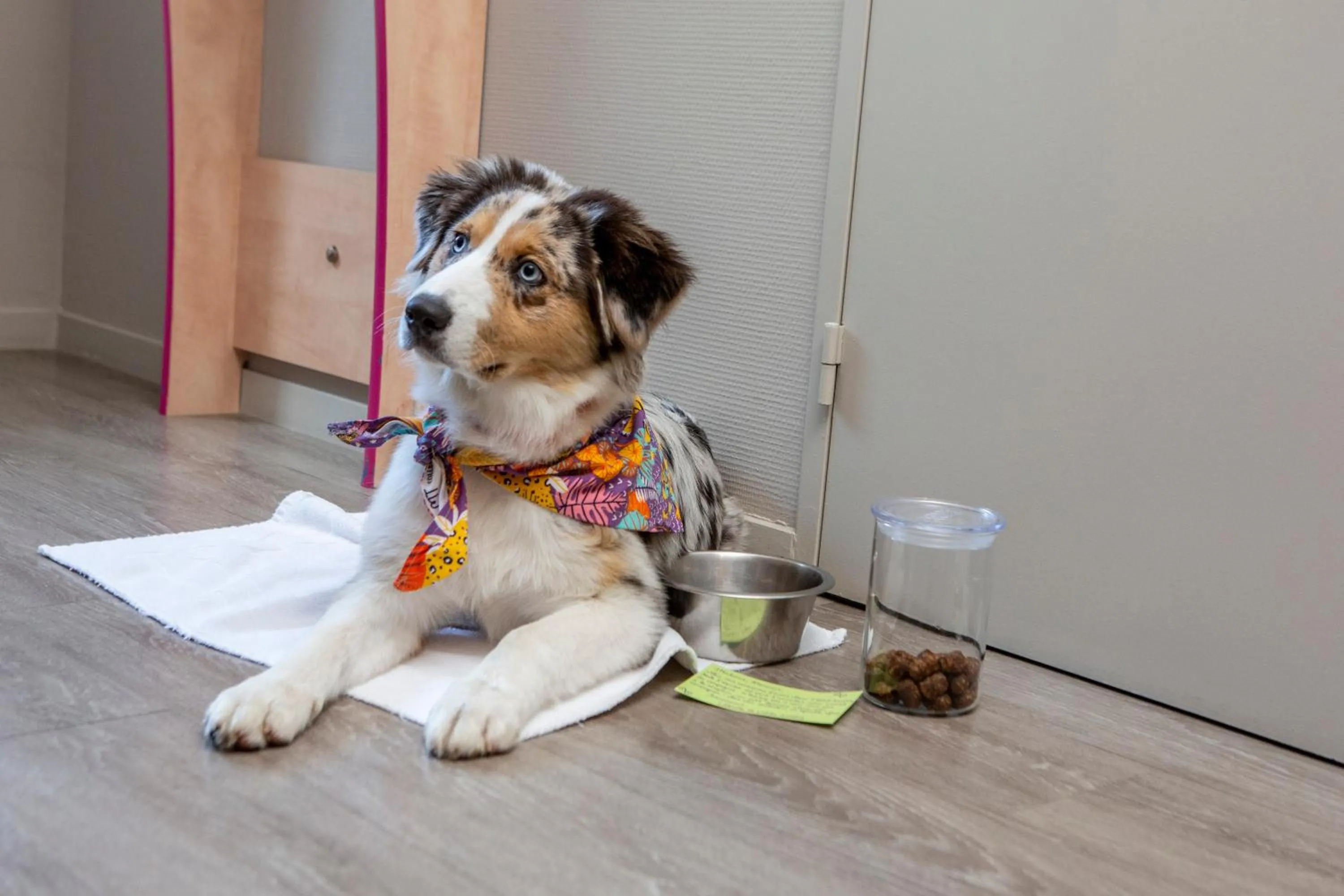 Pets in Hotel Aurena