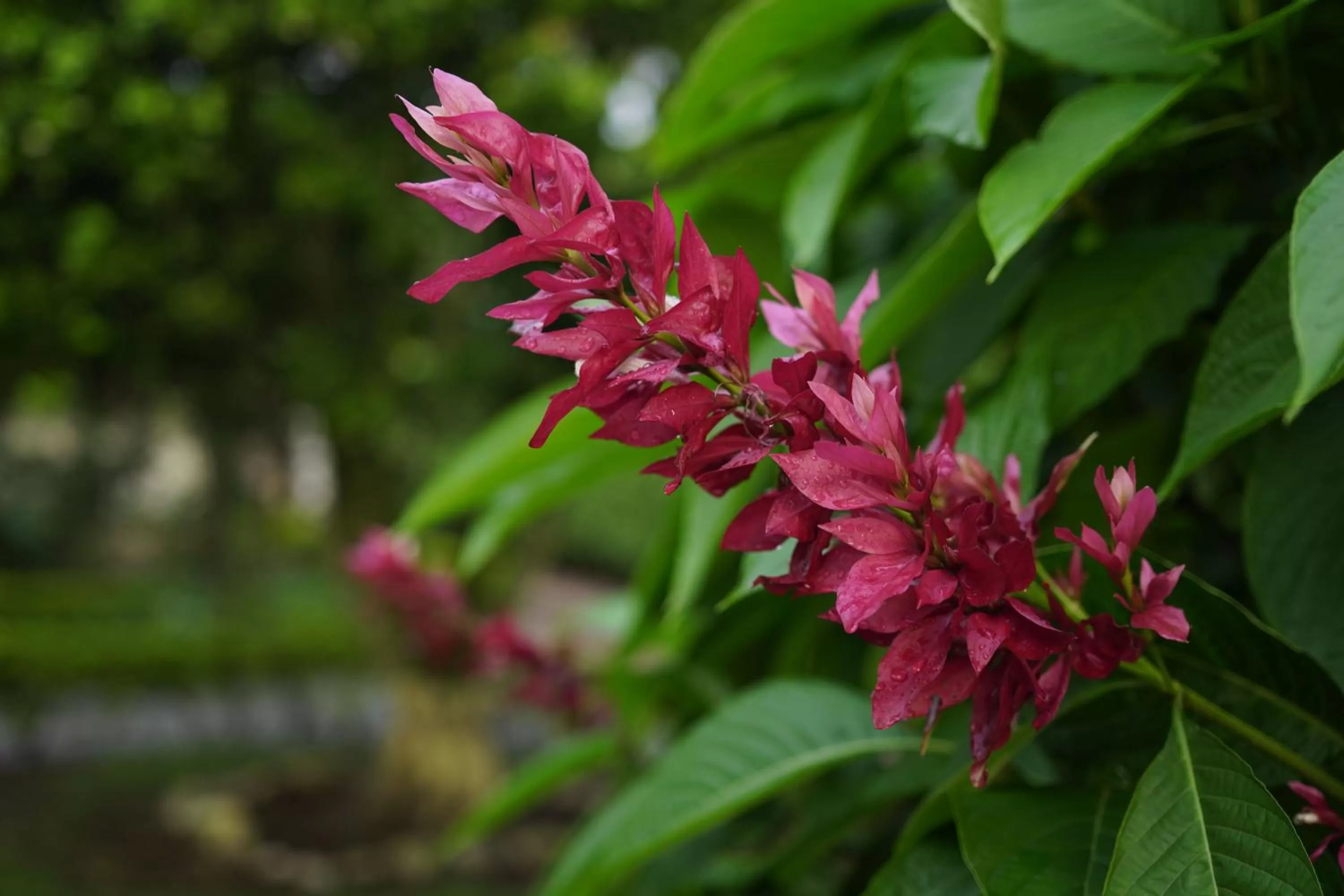 Garden in Hotel Chalet El Castillo by Majuva