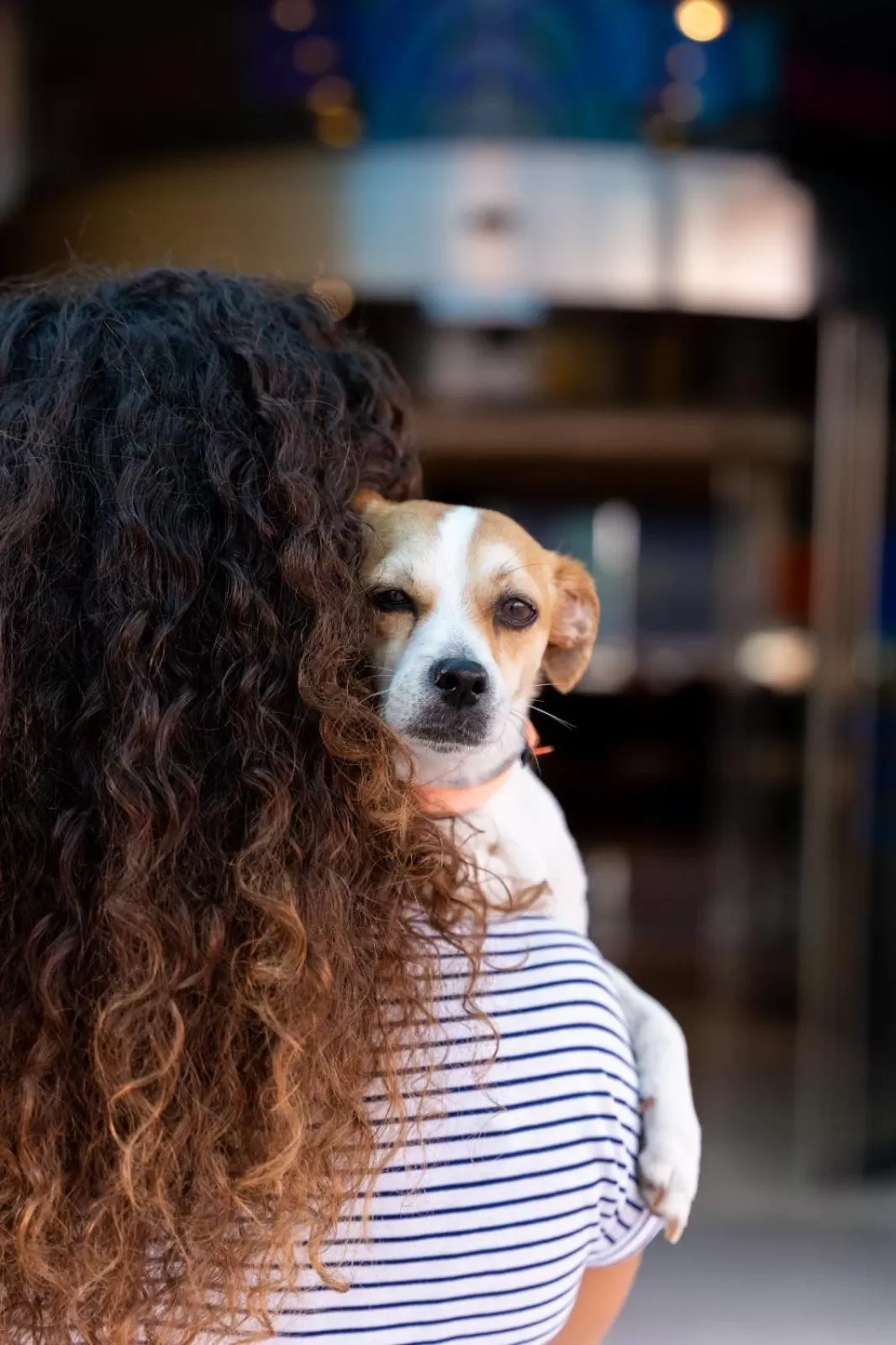 Animals in Climia Benidorm Plaza