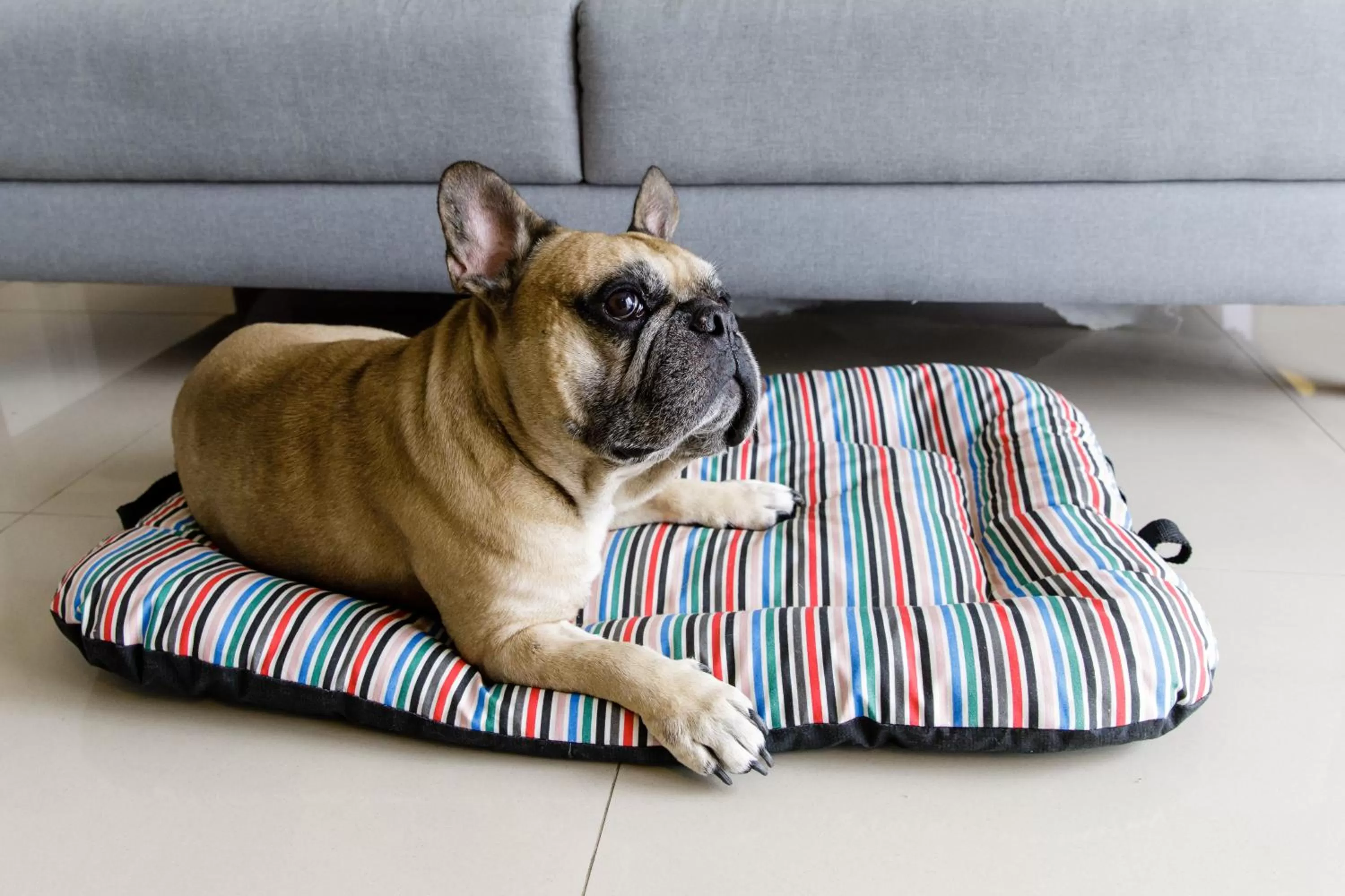 Pets in Promenade Link Stay Barra da Tijuca