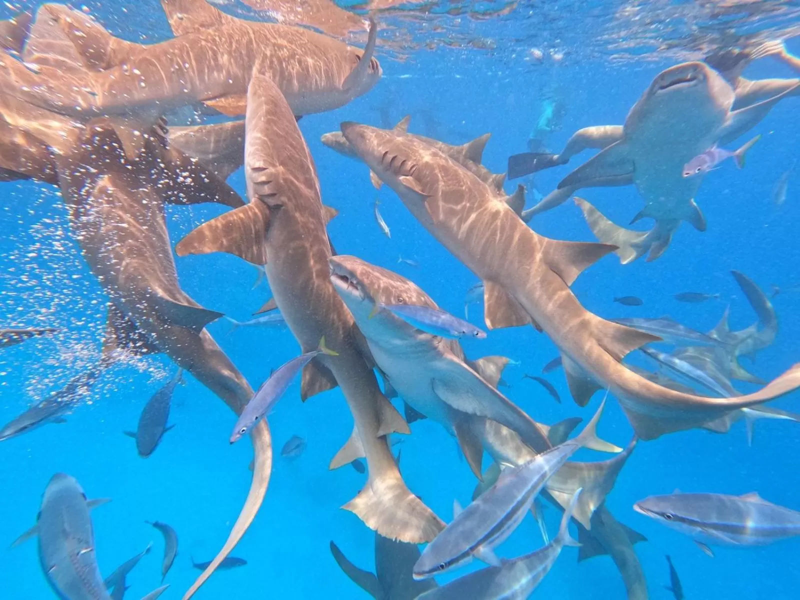 Snorkeling in Araamview