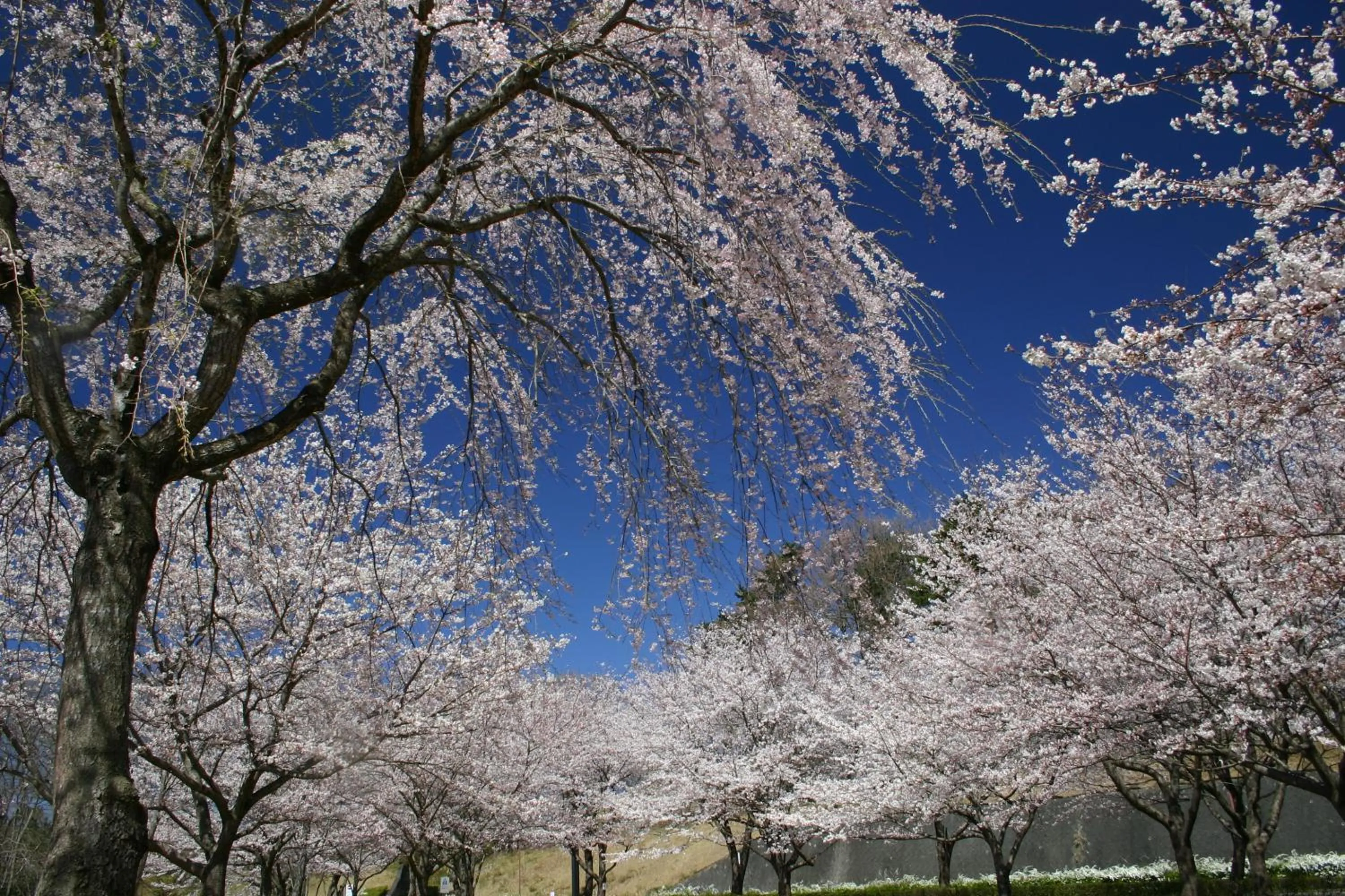 Area and facilities in Hotel Laforet Shuzenji