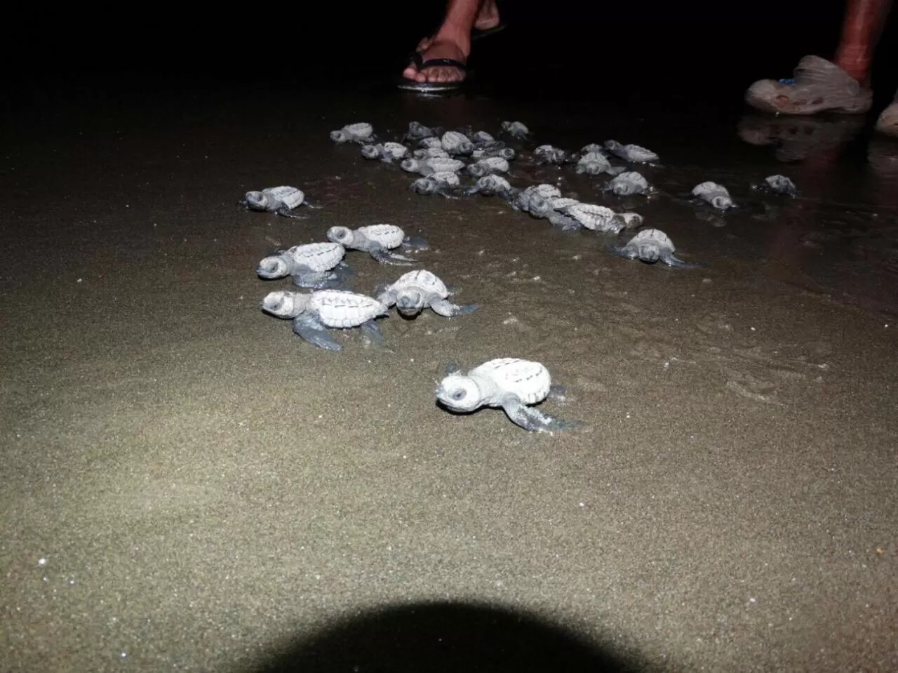 Activities, Other Animals in Posada Turística Rocas De Cabo Marzo