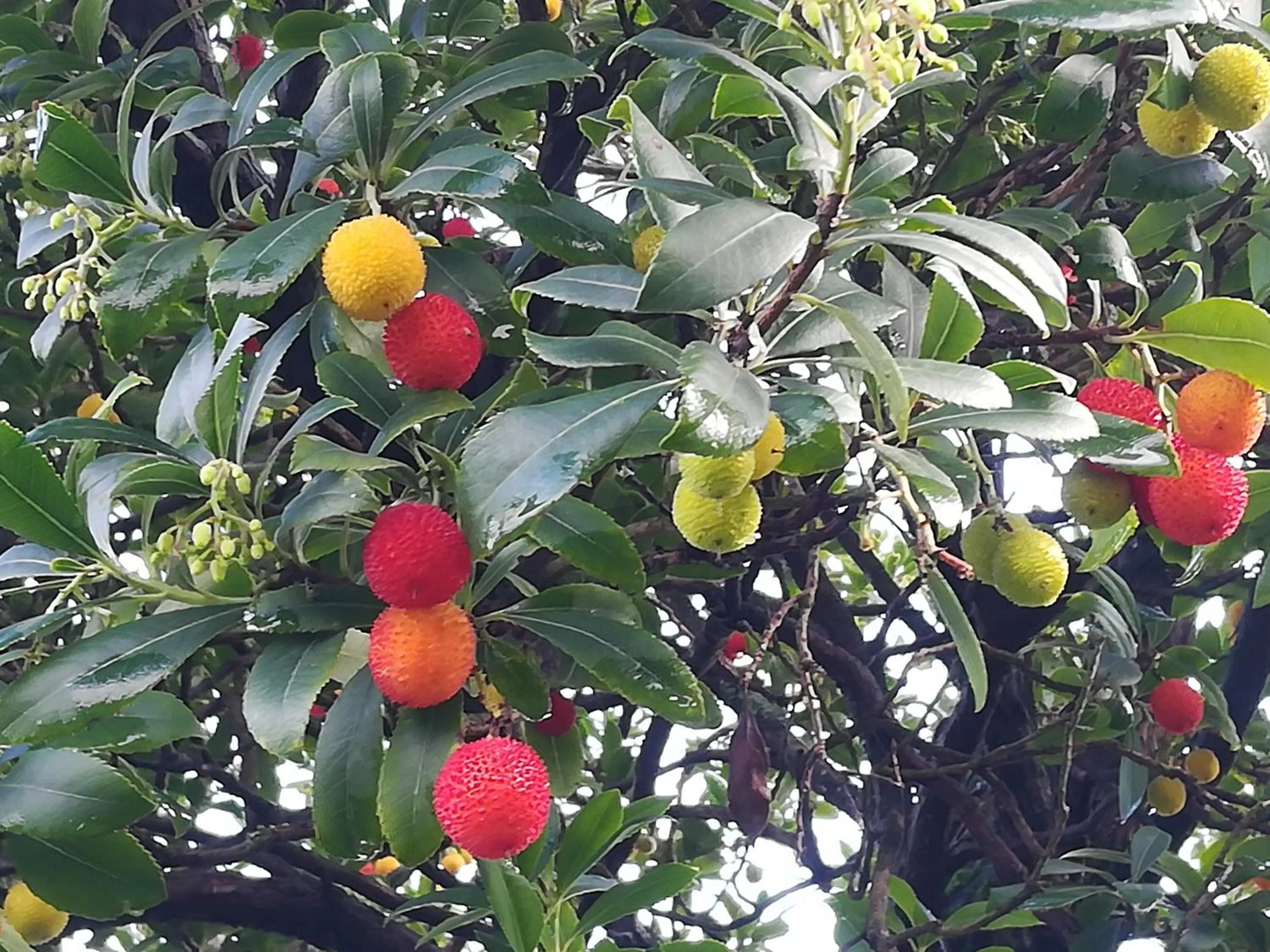 Garden in Il giuggiolo