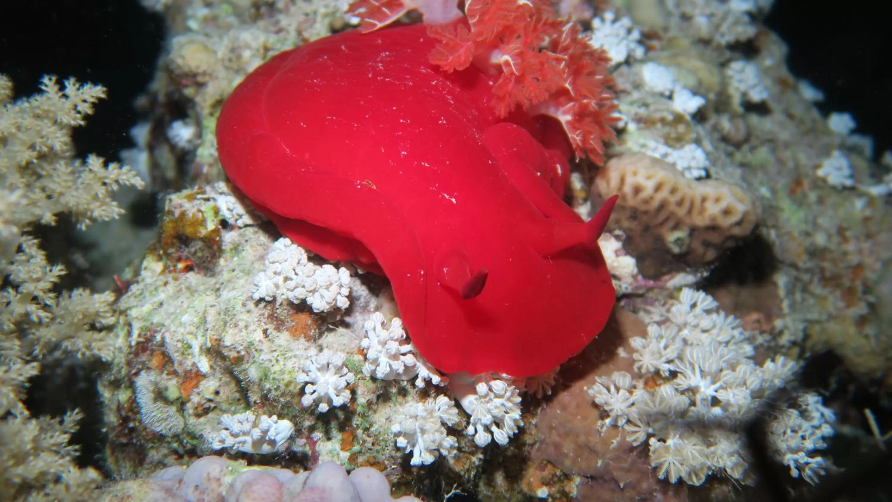 Snorkeling in Coral Sun Beach