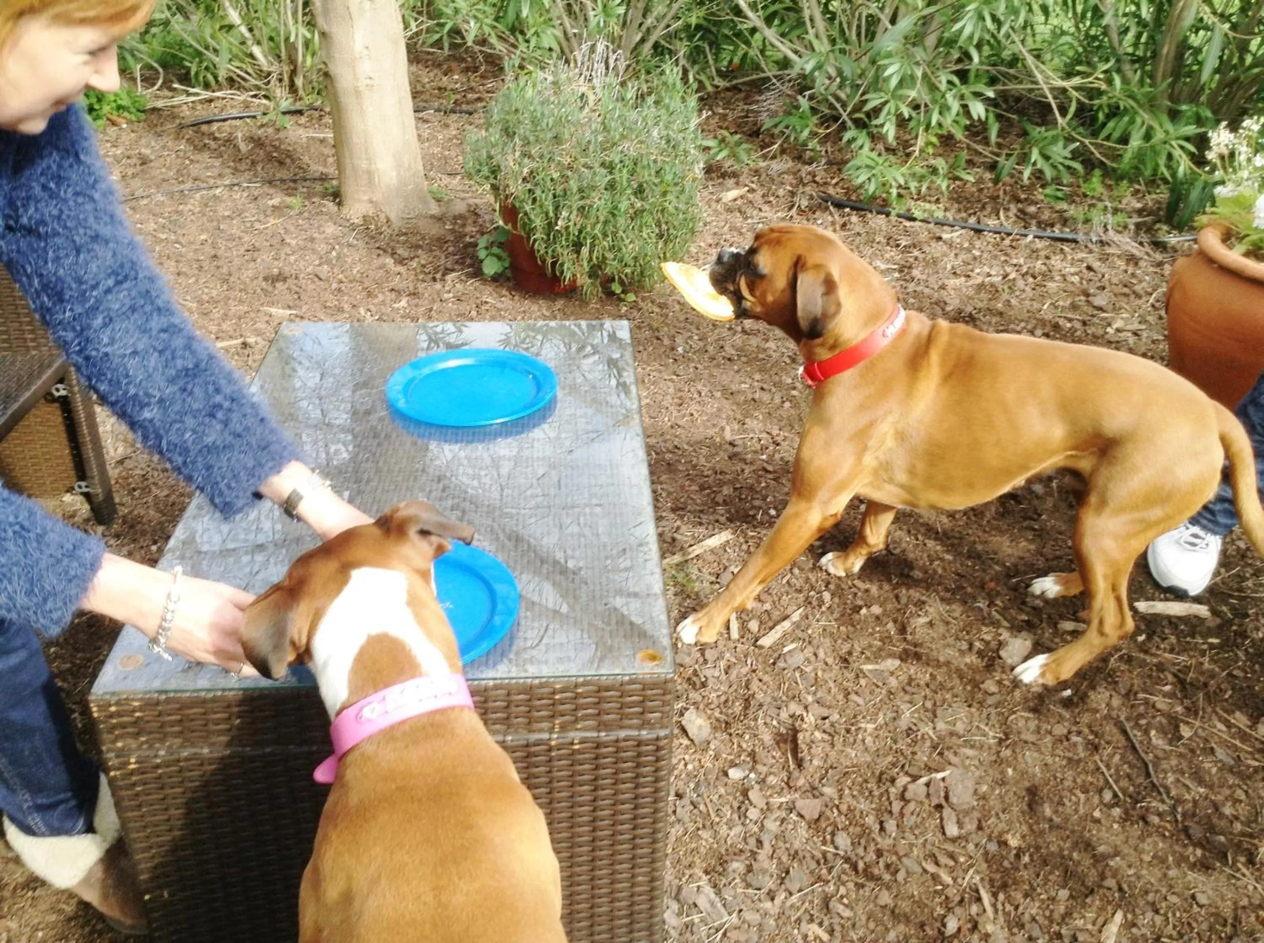 Animals in Must Love Dogs B&B & Self Contained Cottage