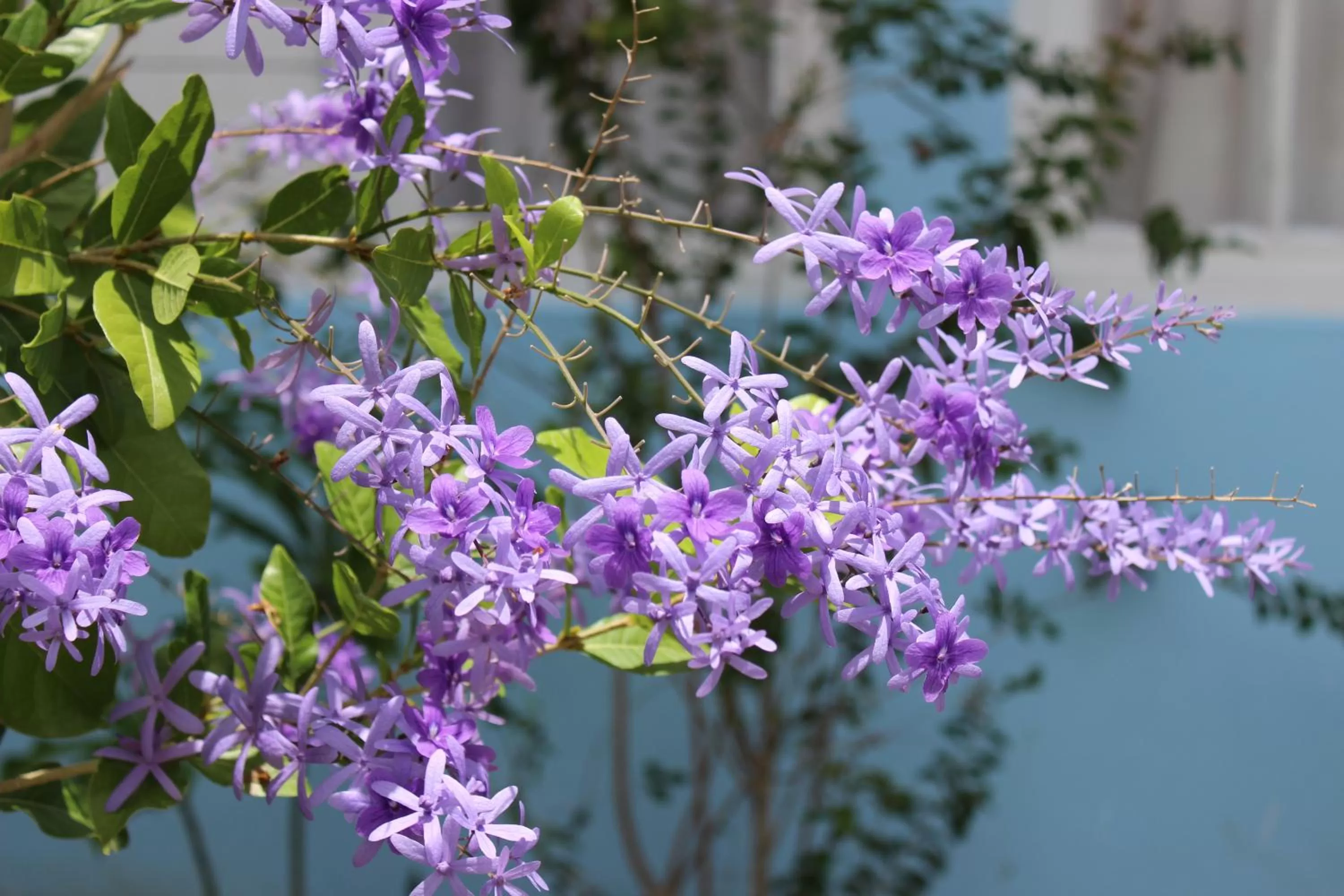 Beachcomber Club Resort