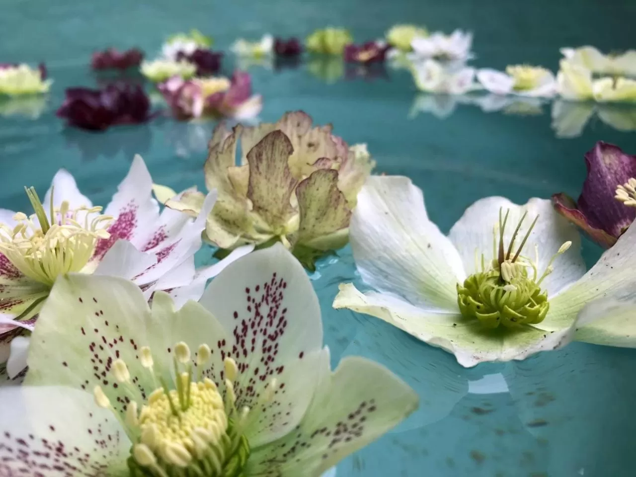 Garden in Fischers Baslow Hall - Chatsworth