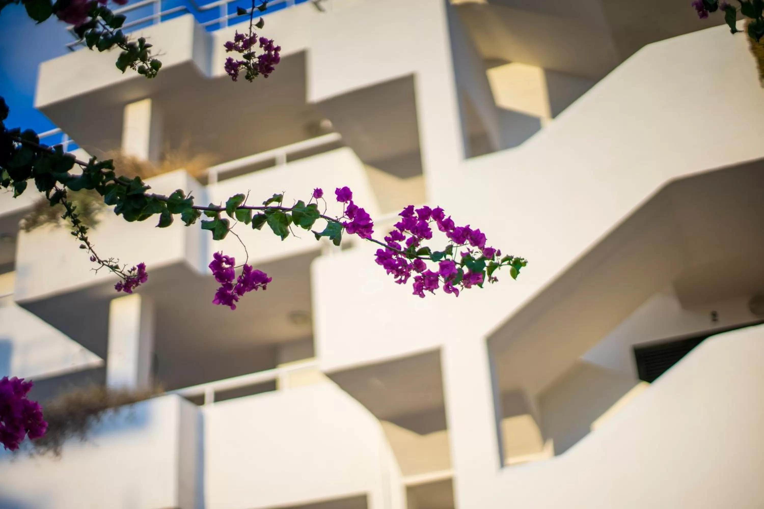 Decorative detail in Camelina Suites