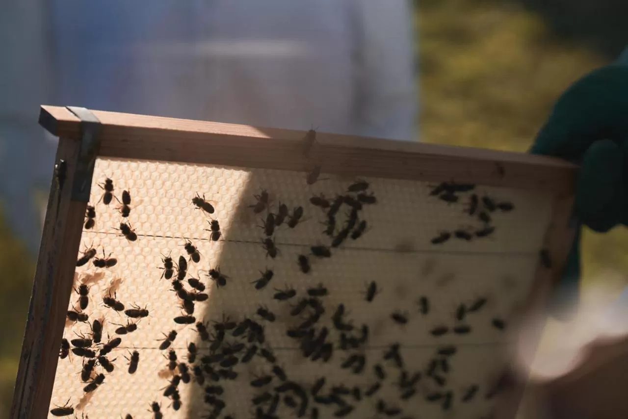 Activities in L'AND Vineyards - Relais & Châteaux