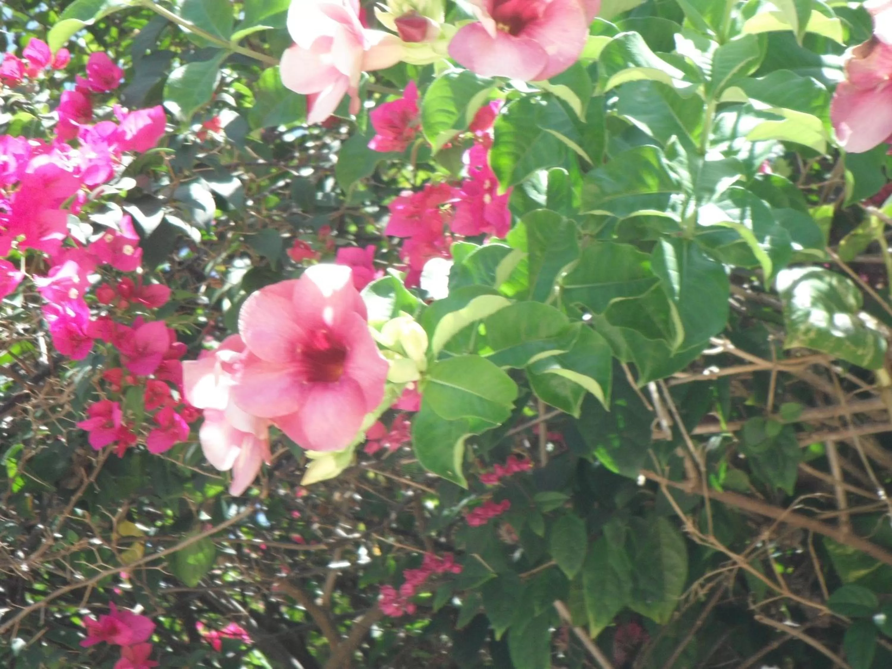 Bird's eye view in Classique International in Dominica