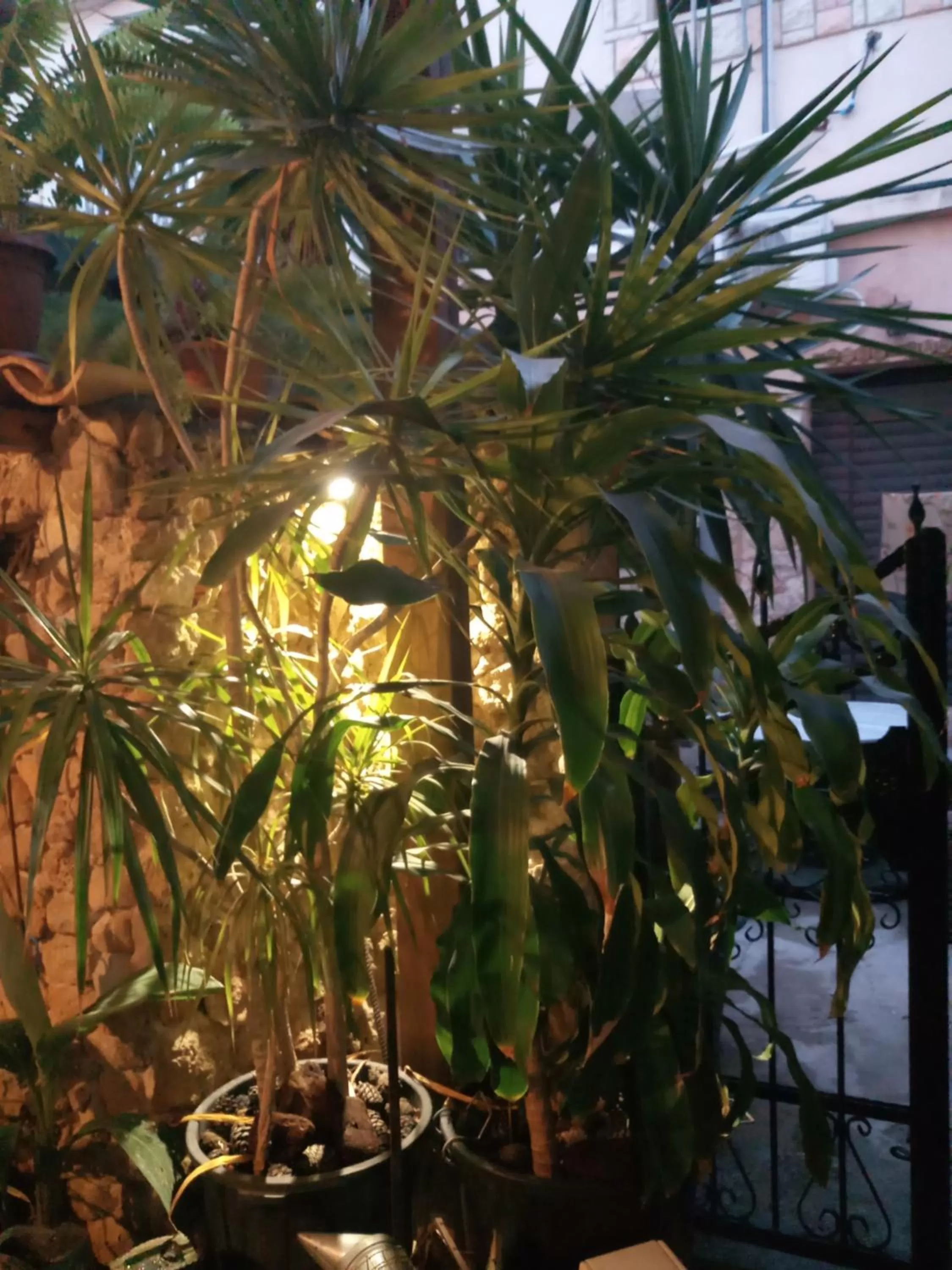 Garden in Mystery Garden Guest House