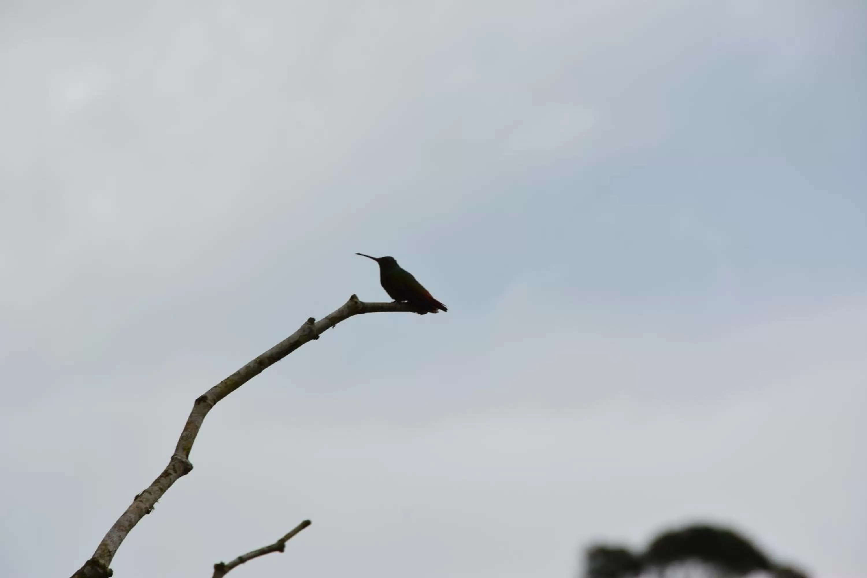 Animals in Hosteria Florecer