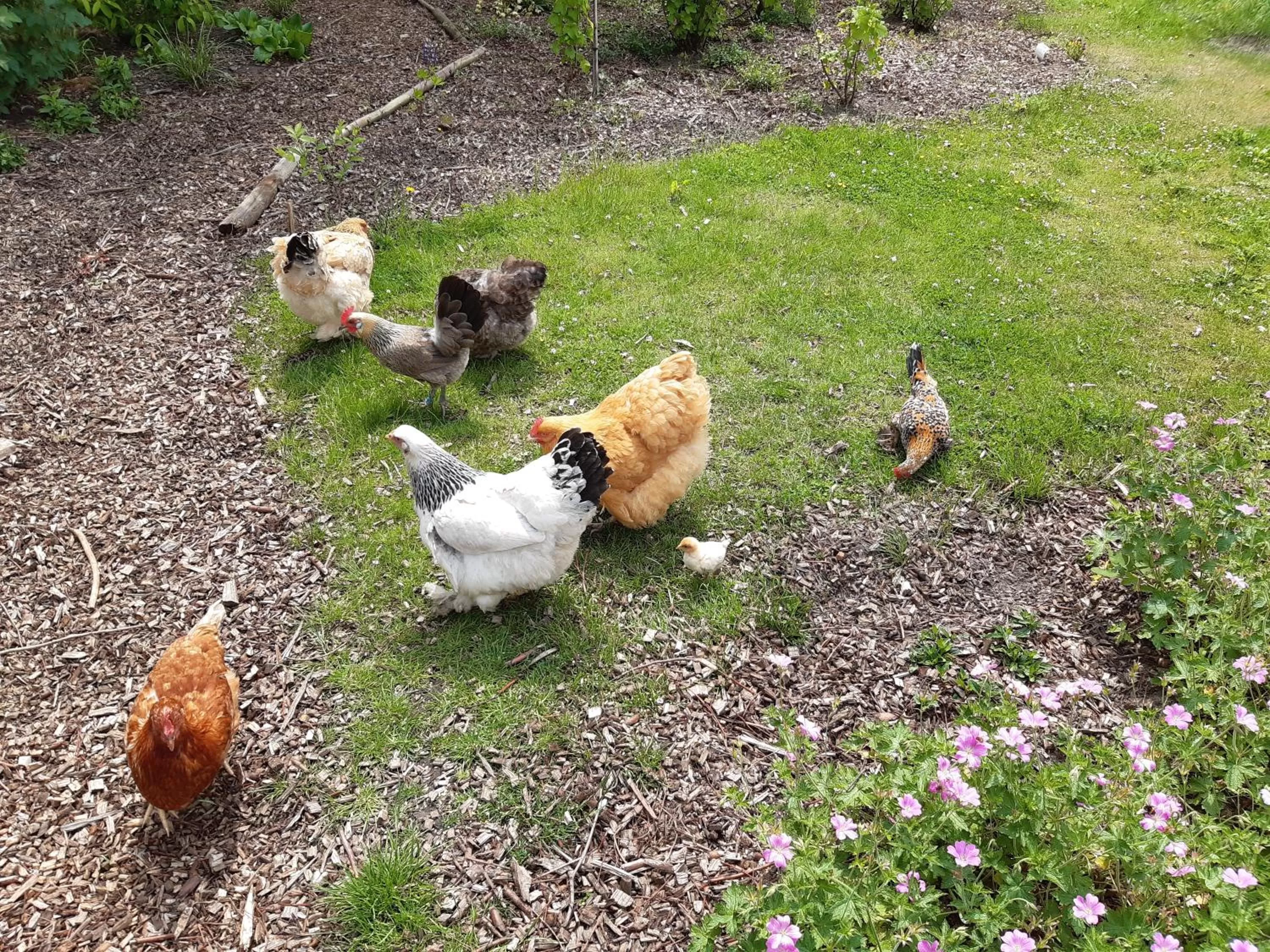 Garden in Bij de Vlaamse Schuur