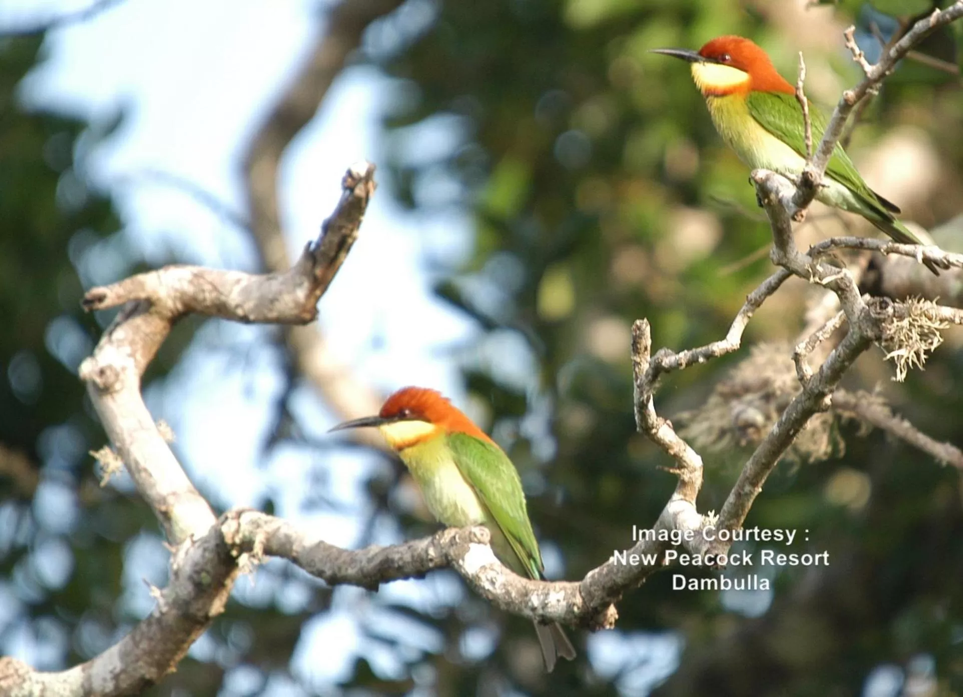 Off site in New Peacock Resort