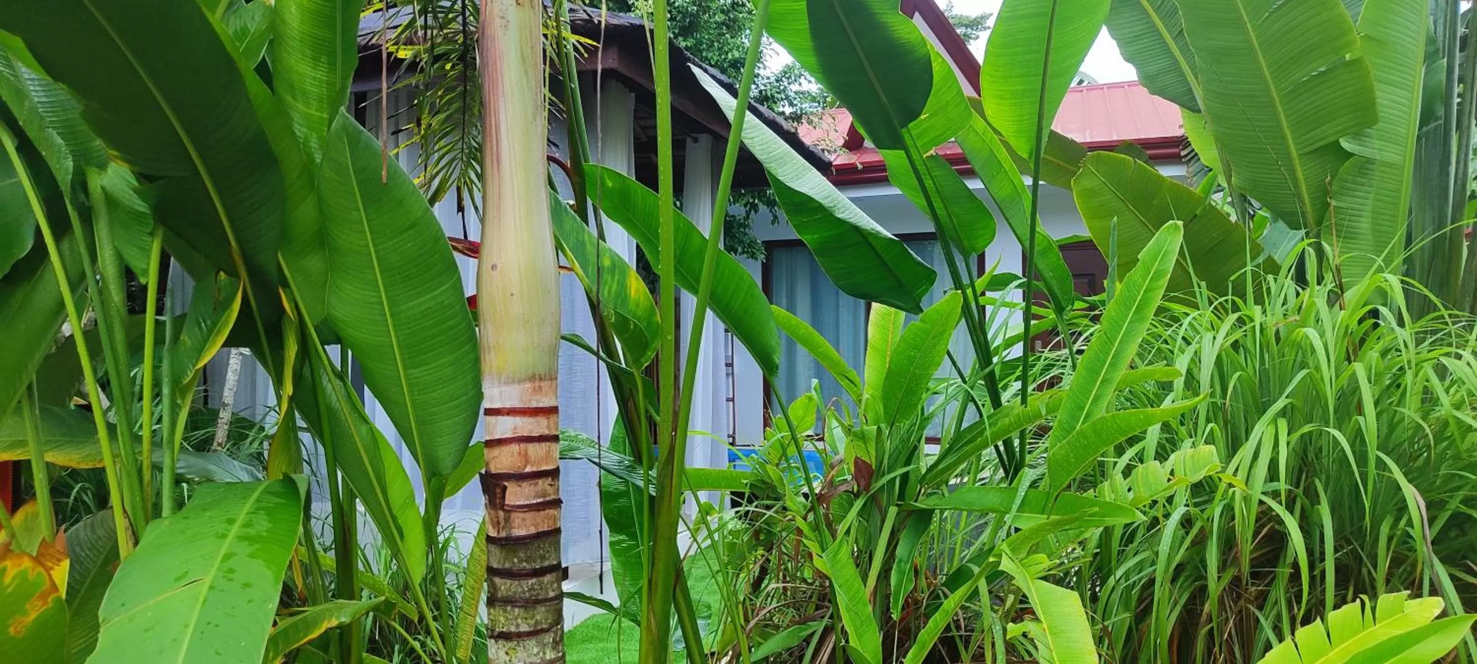 Garden view in Carpe Diem Villas & Resort Dive & Stay resort