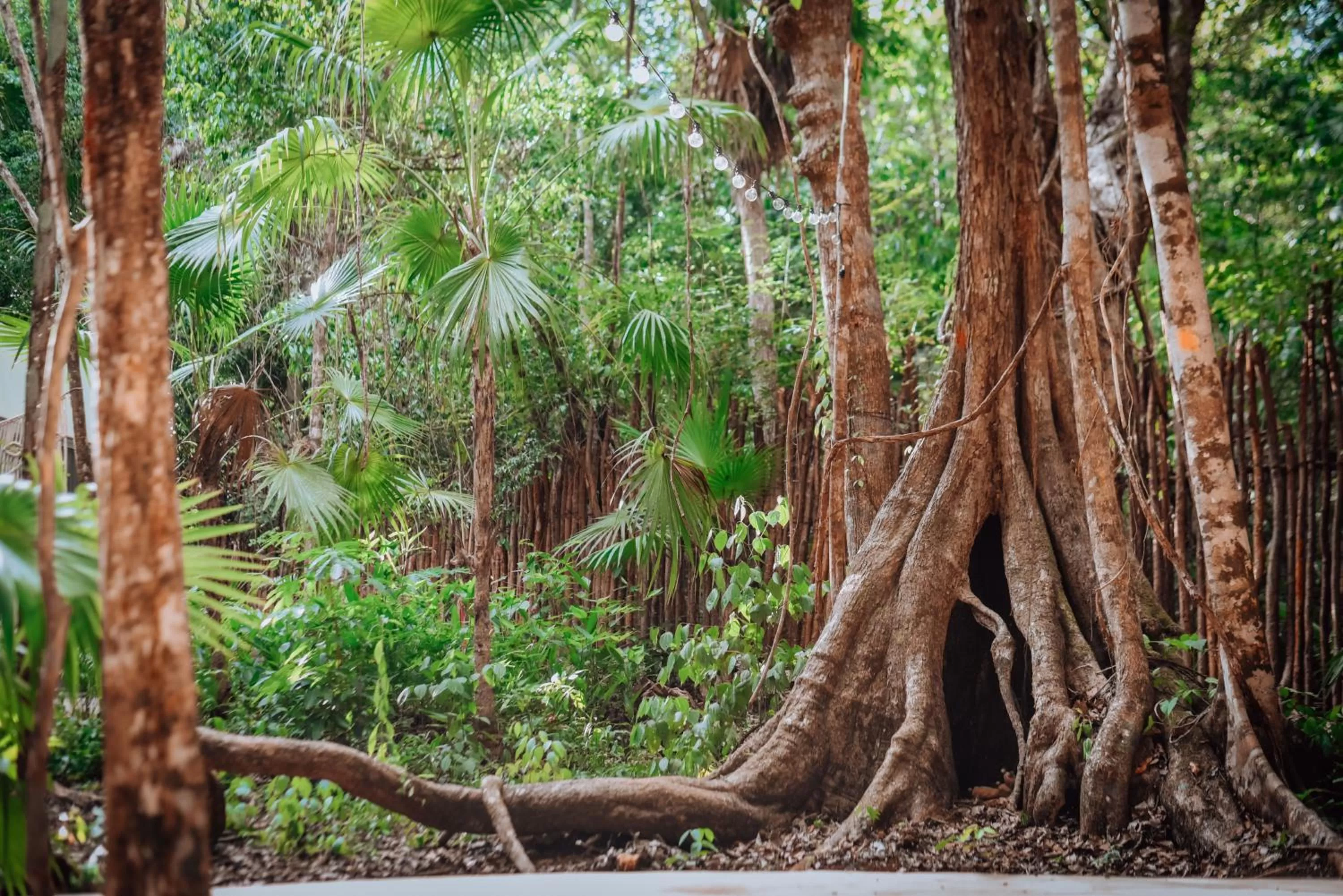Natural landscape in Lunita Jungle Experience