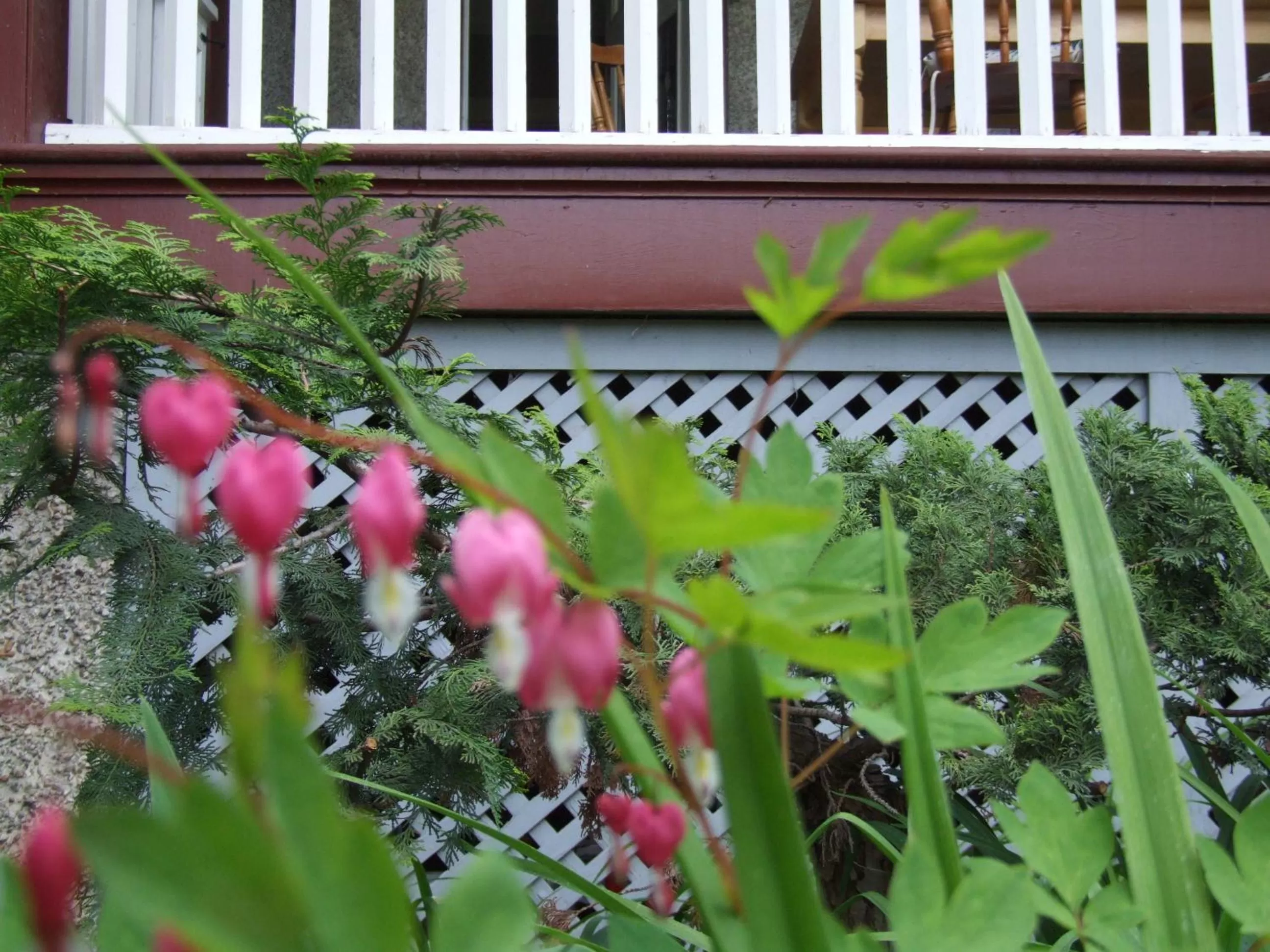 Garden in Stirling House