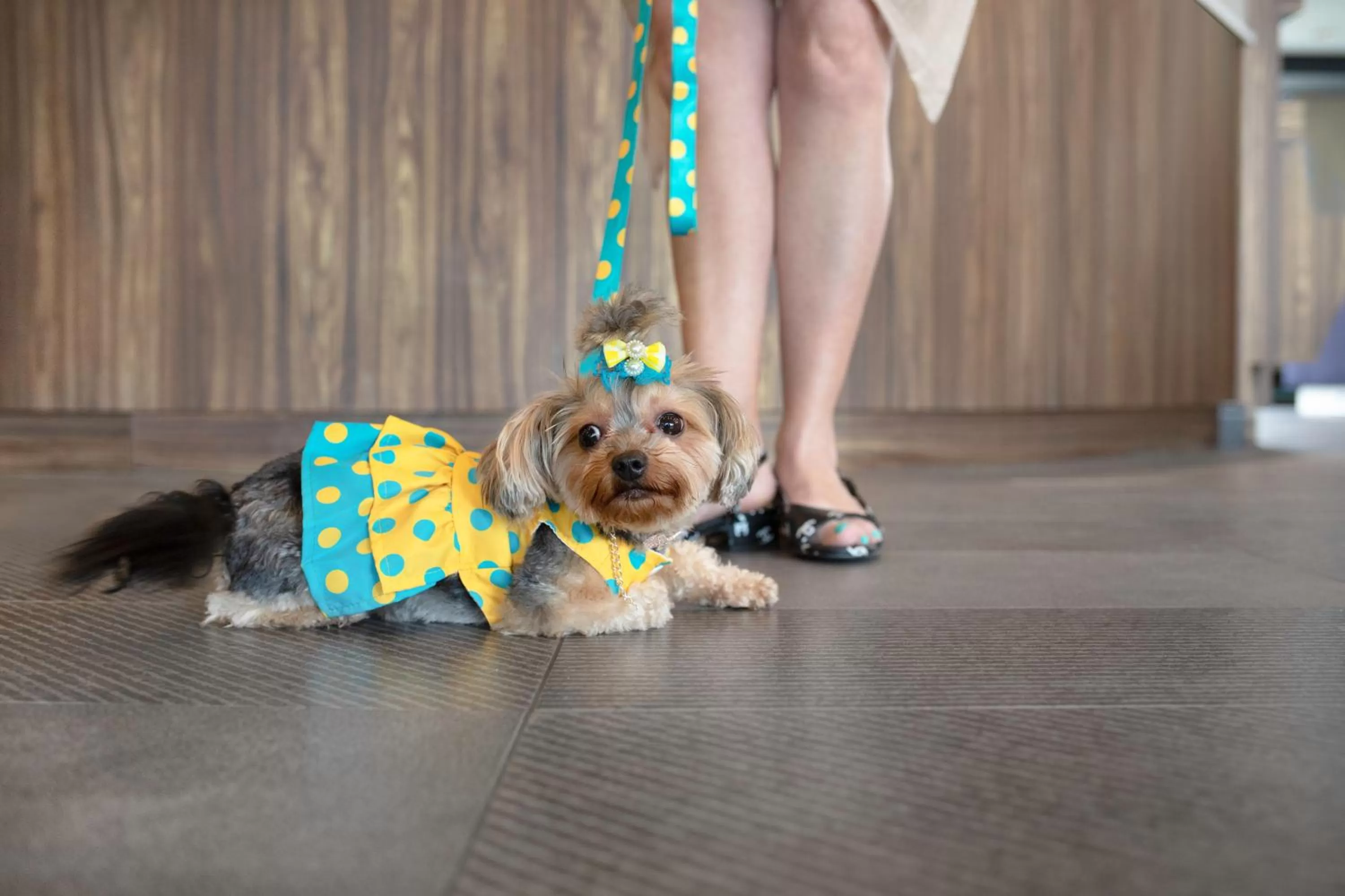 Pets in Tru By Hilton Toronto Airport West