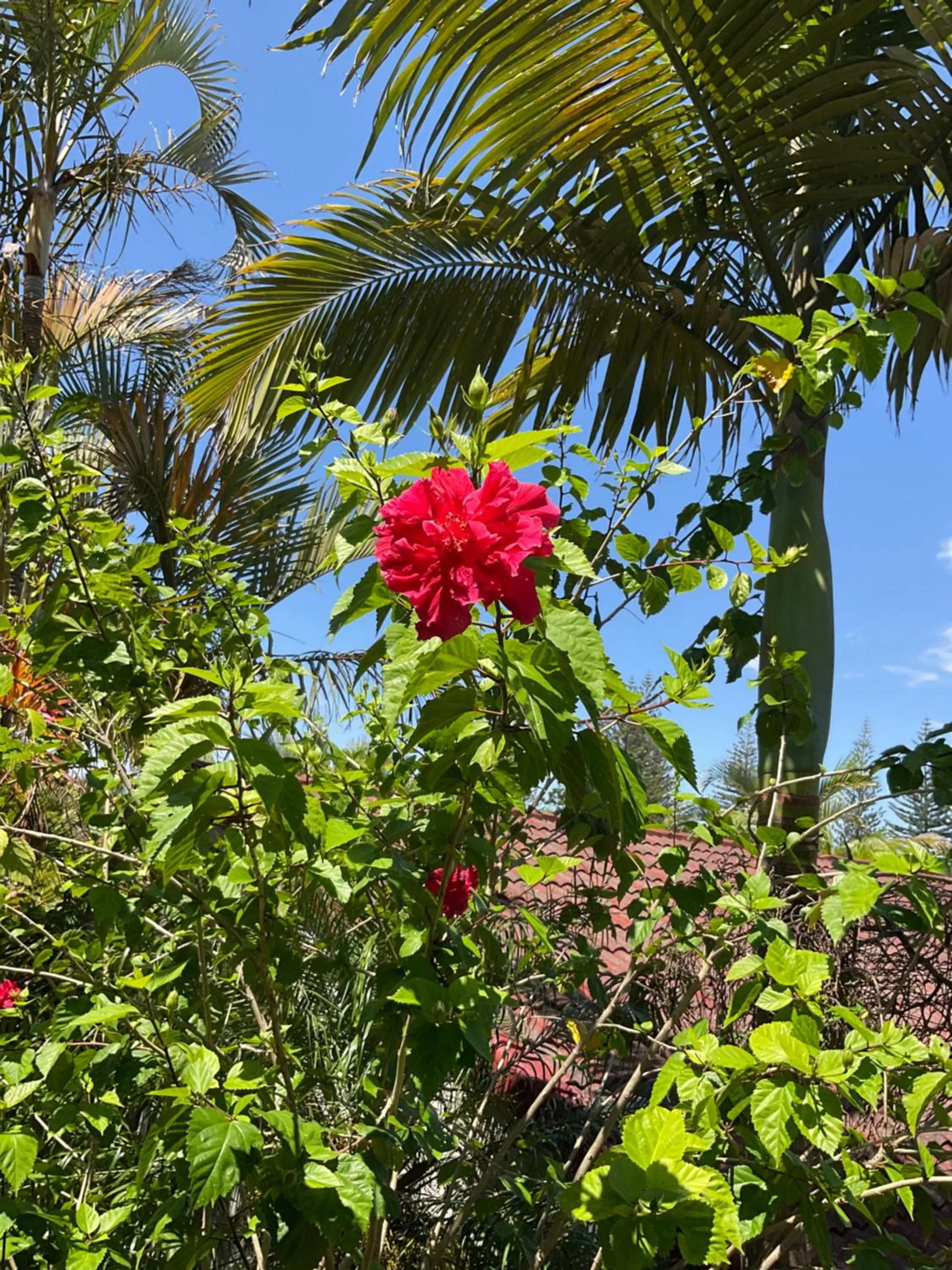 Private Suite Nautilus Beach Front Resort