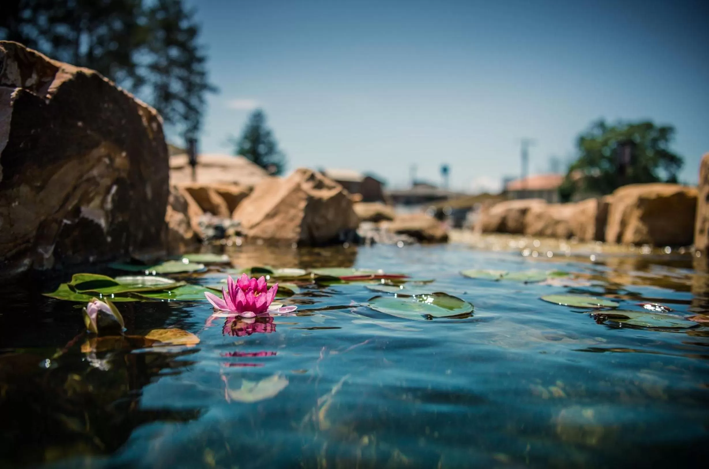 Natural landscape, Swimming Pool in Natura Treescape Resort