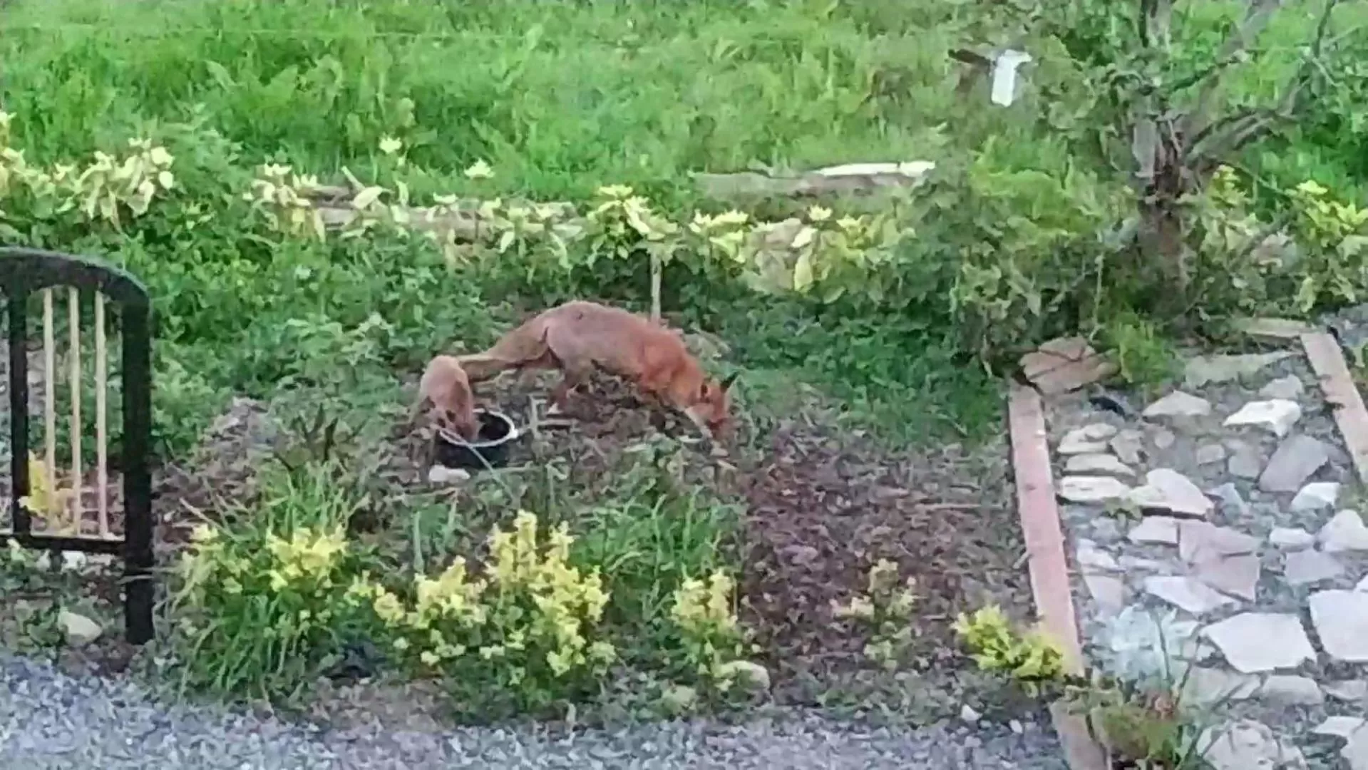 Animals in Annaswood B&B