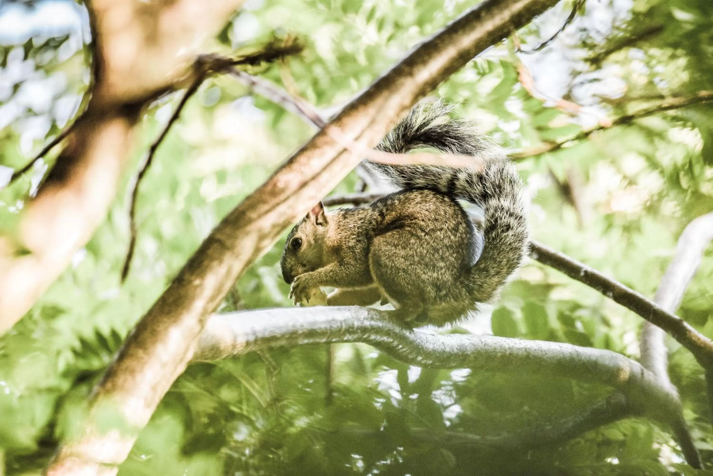 Pets, Other Animals in Hotel de Campo Villa de Ada
