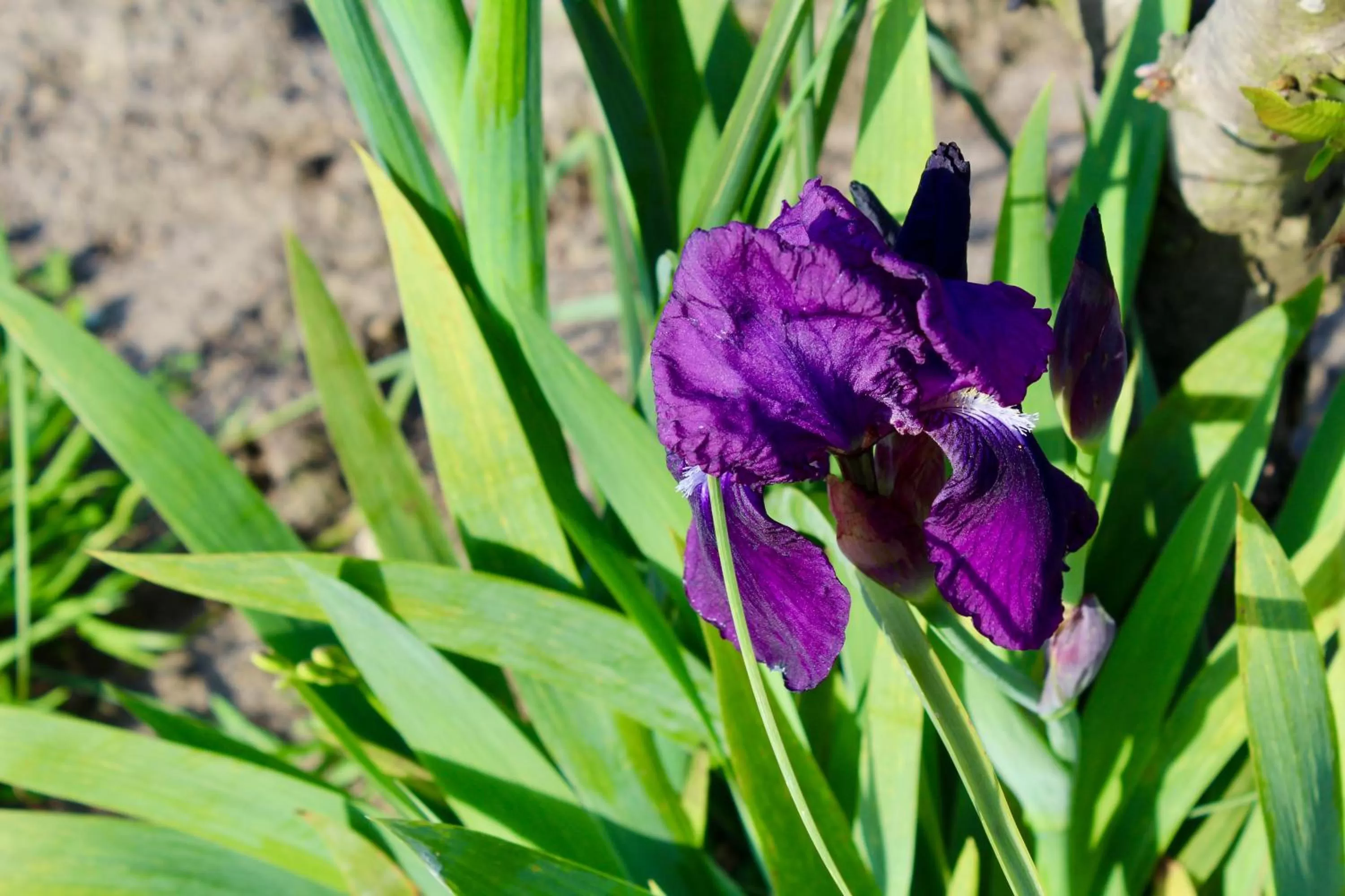 Garden, Other Animals in Arohanui Rural Retreat B&B