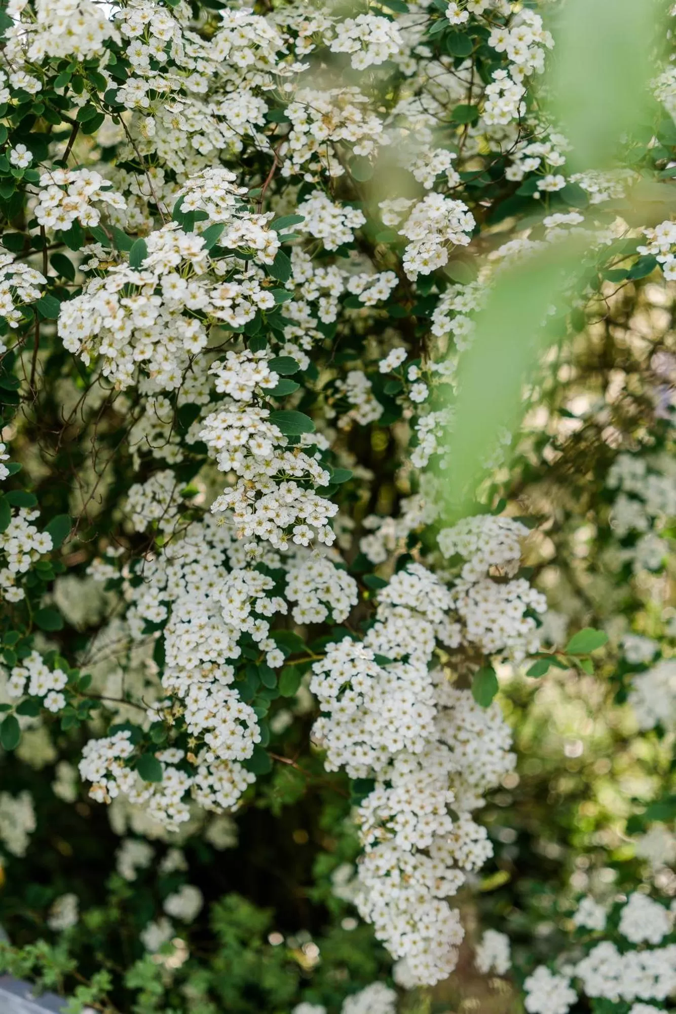 Single Room with Terrace in Romantik Hotel Ahrenberg