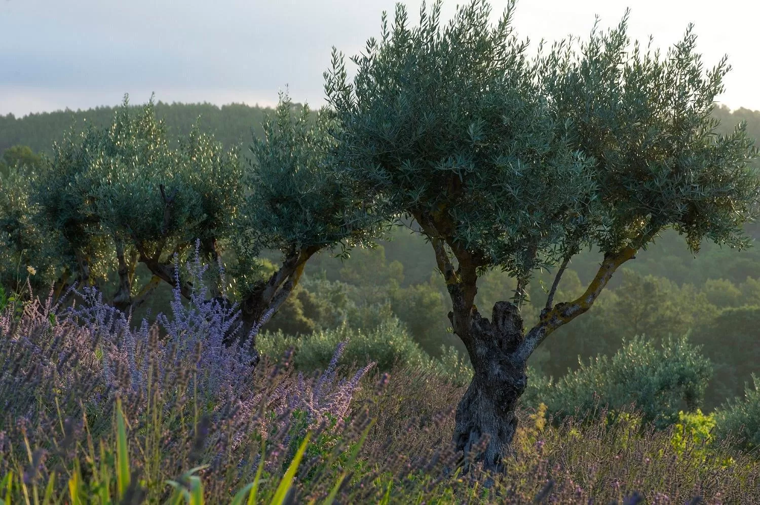 Natural landscape in Château de Berne
