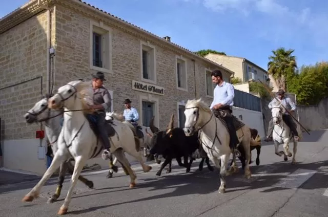 Horseback Riding in Hôtel O’Banel