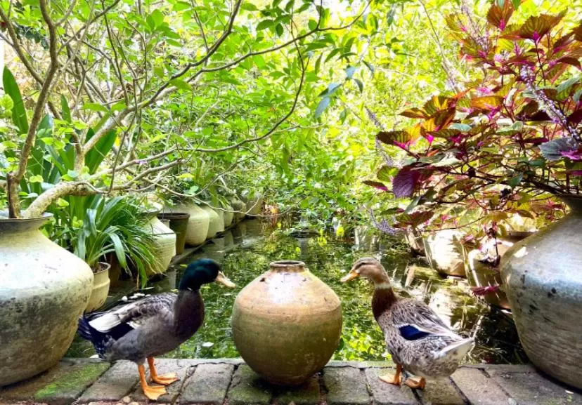 Property building, Other Animals in Villa Jacaranda