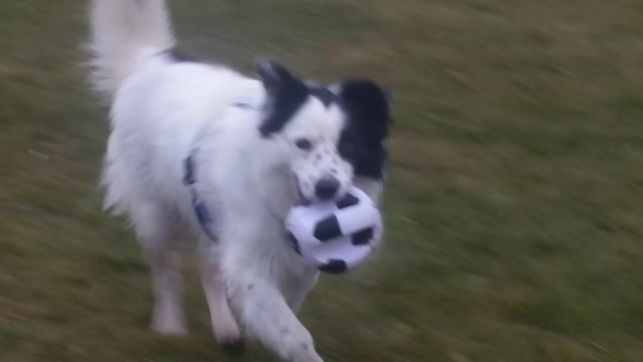 Pets, Other Animals in PURE WELLNESS SEA-VIEW Beluga & Dolphin Luxury HOTEL apartments