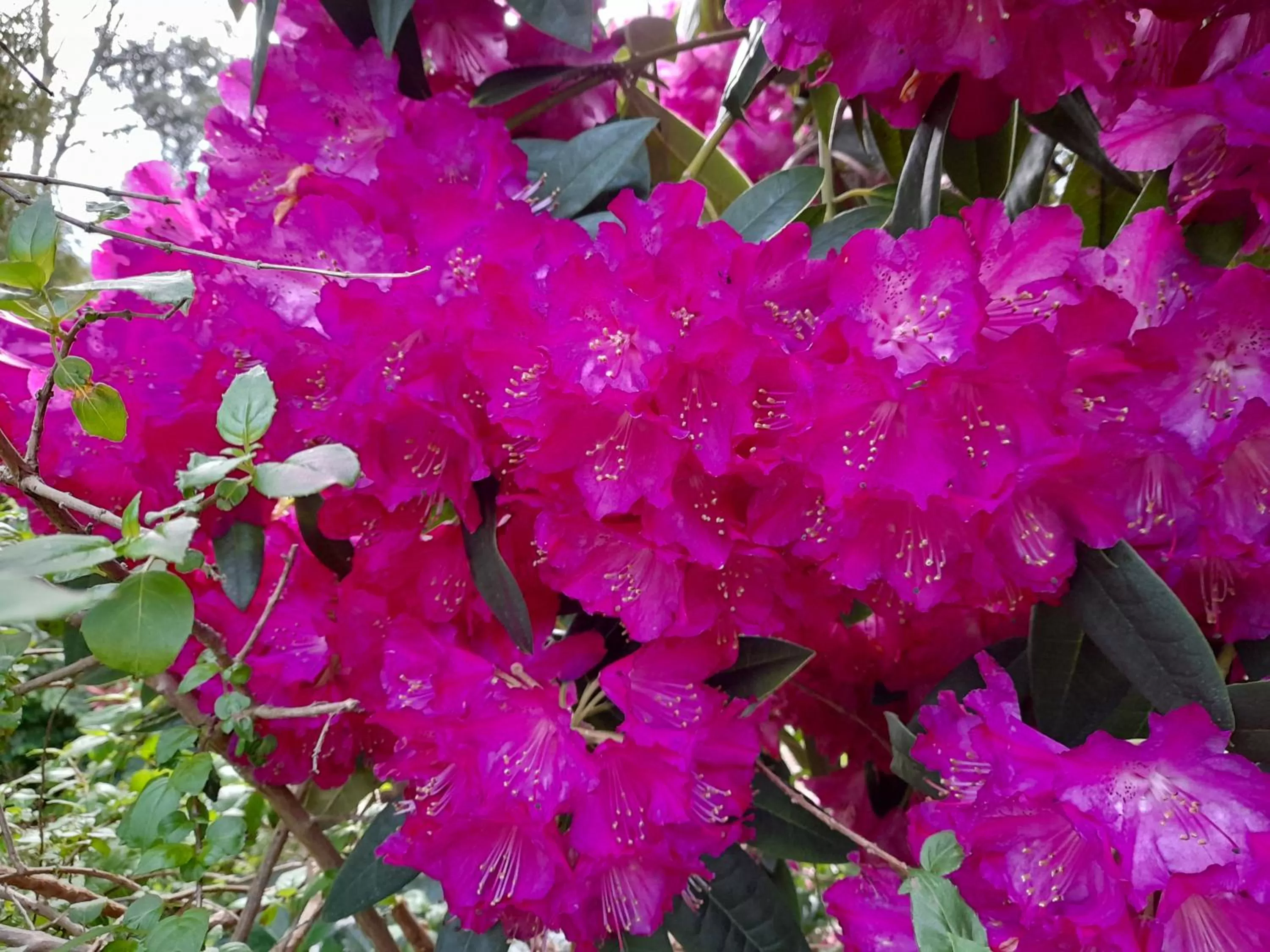 Hillside Bed and Breakfast