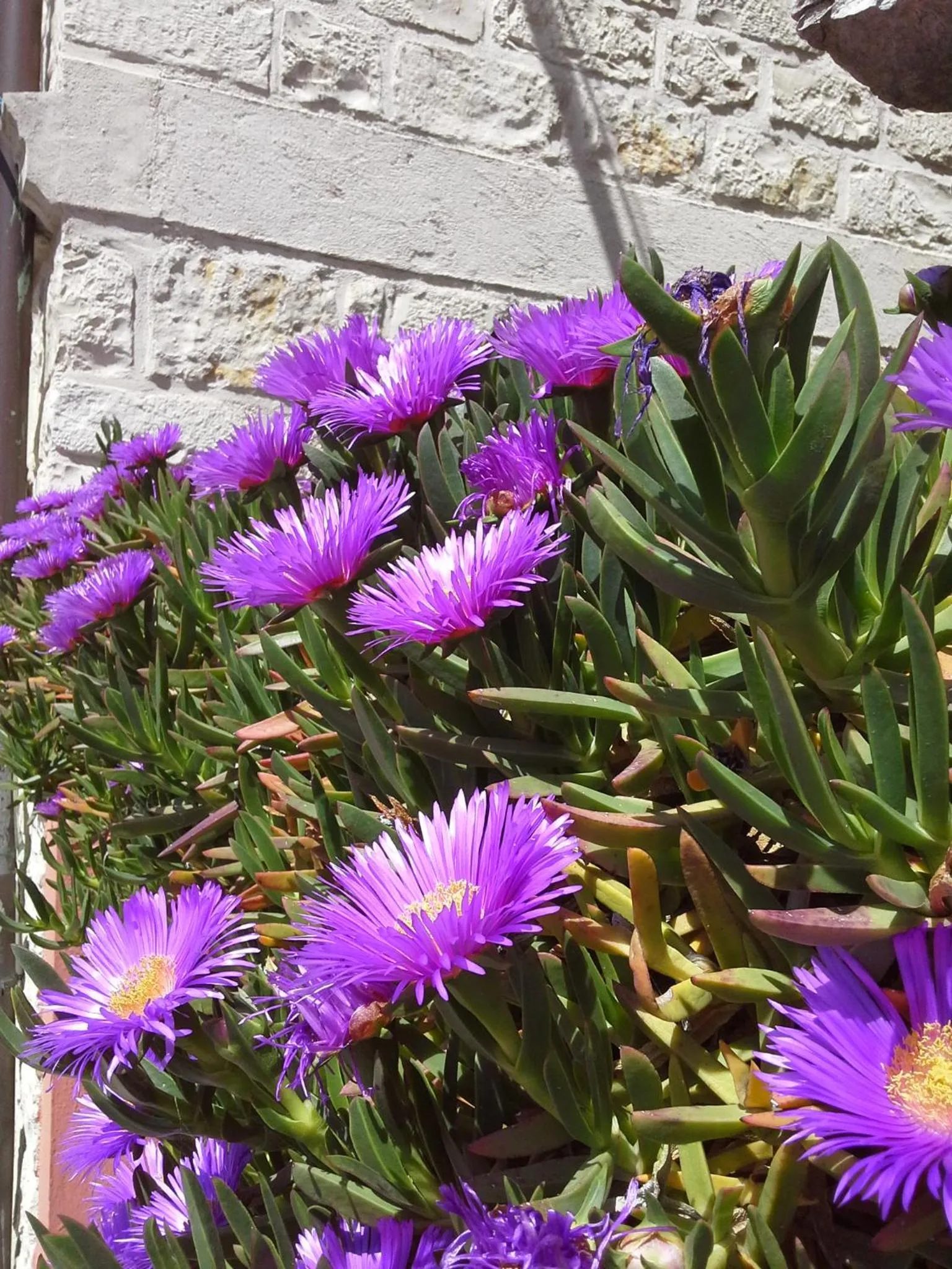 Spring in Hotel "Il Parco" B&B Sirolo