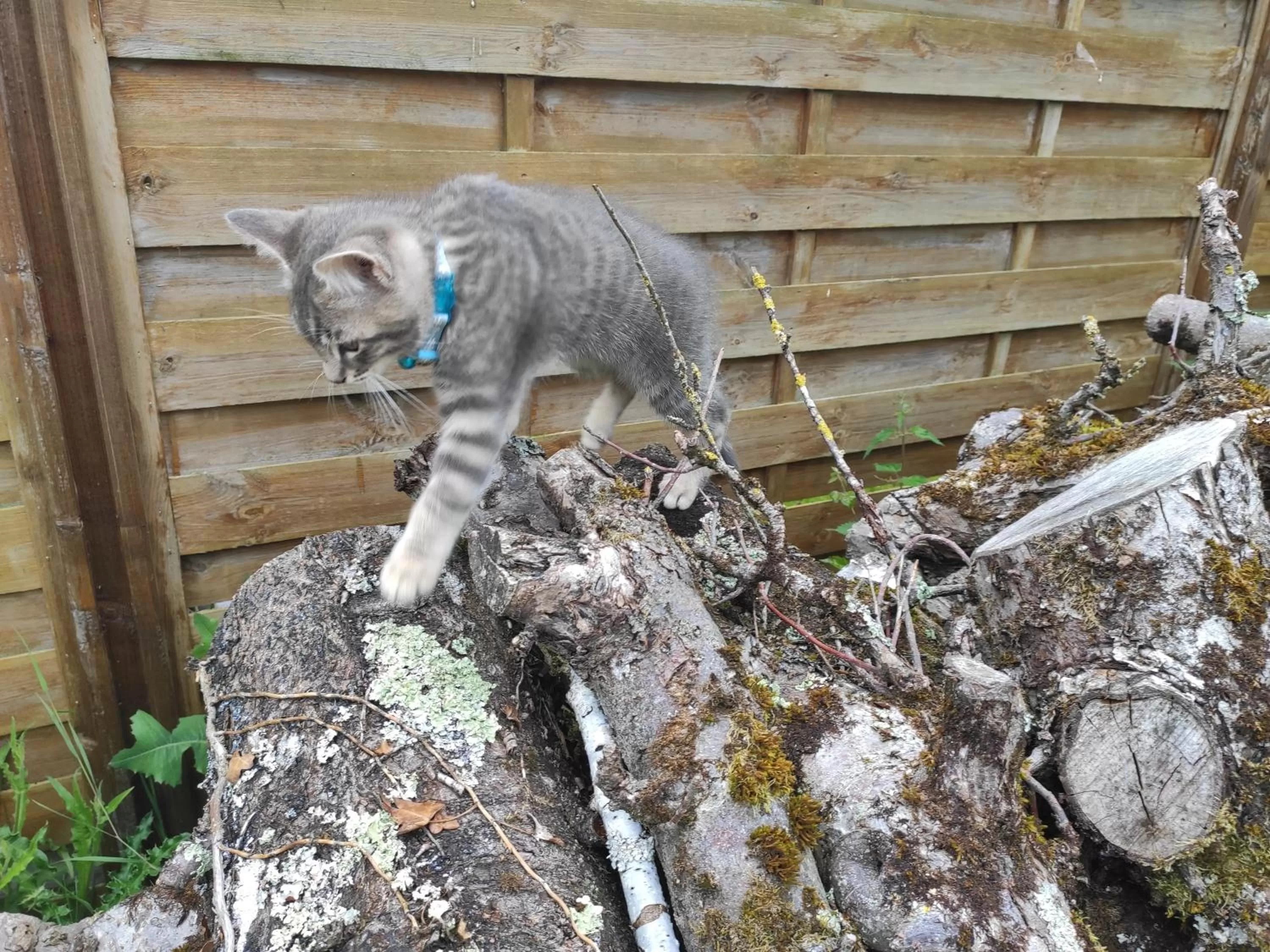 Pets in Chambres d'hôtes La Ferme du Grand Launay