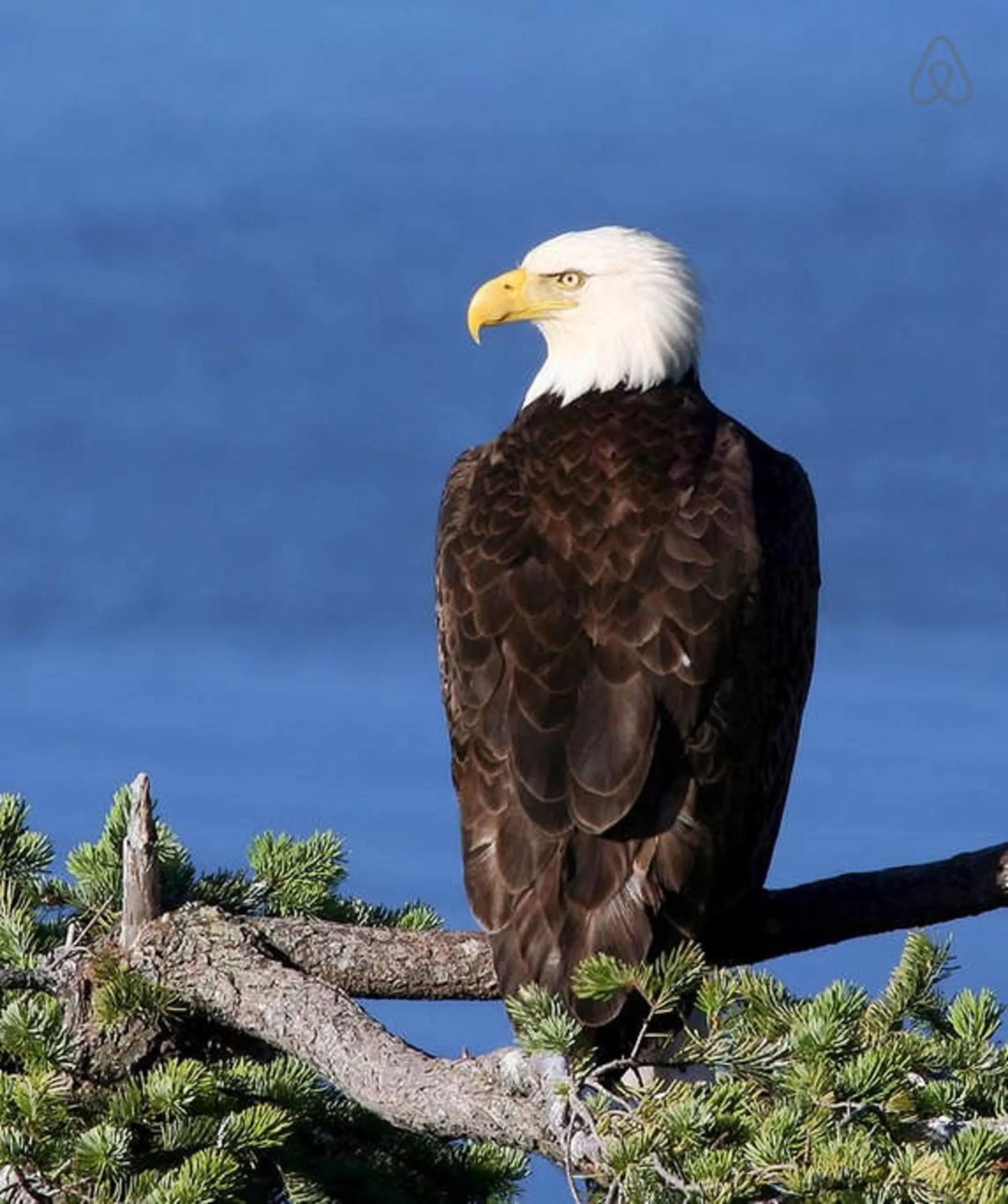 Beach, Other Animals in Qualicum Breeze Beach Resort