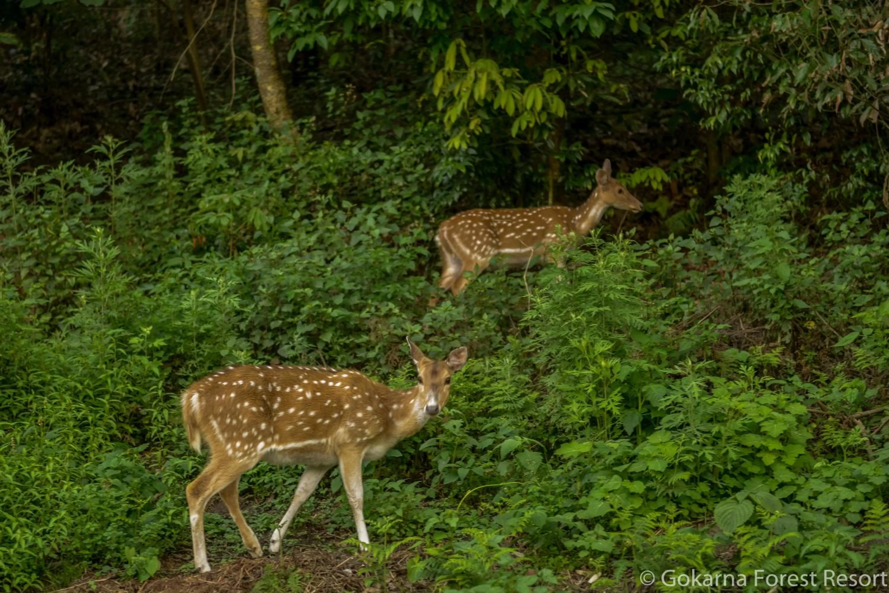 Animals in Gokarna Forest Resort Kathmandu