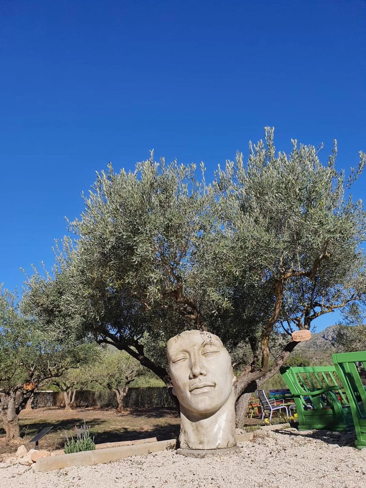 Garden in Finca La Higuera - Boutique B&B