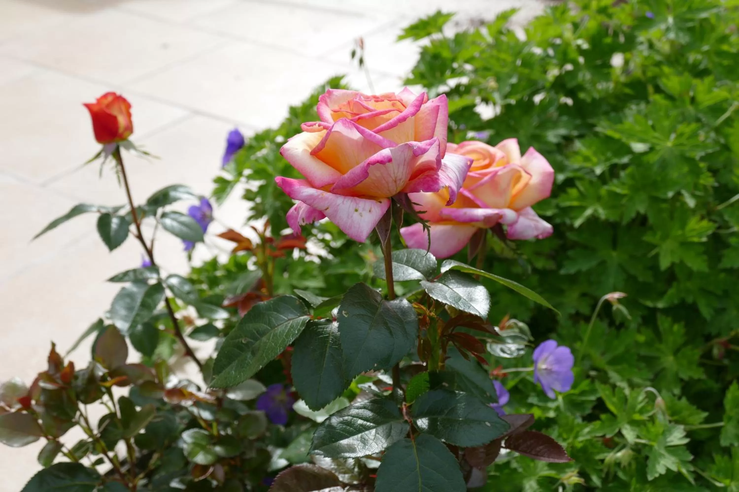 Garden in Le Clos des Perraudières