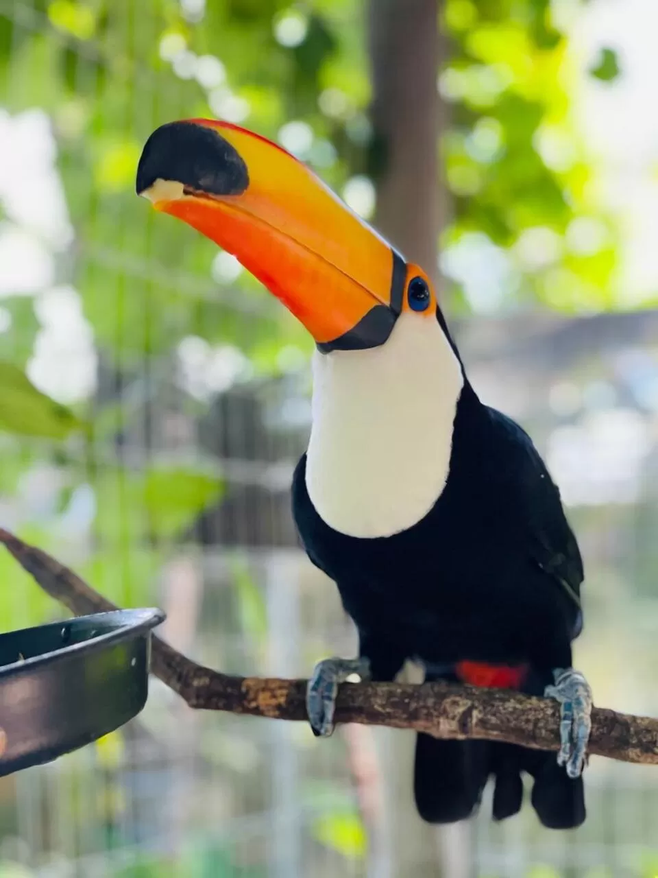 Animals in Hotel Solar do Imperador