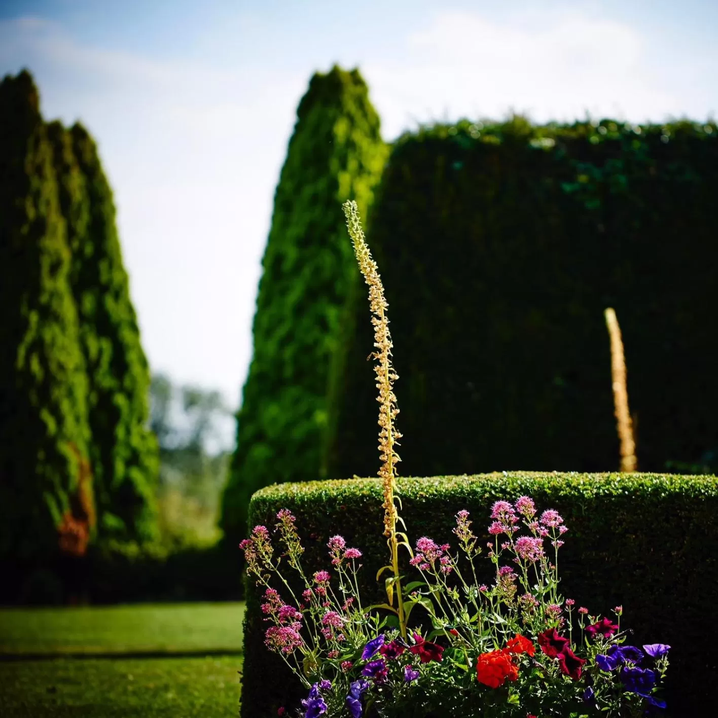 Natural landscape in The Barnsdale, Rutland